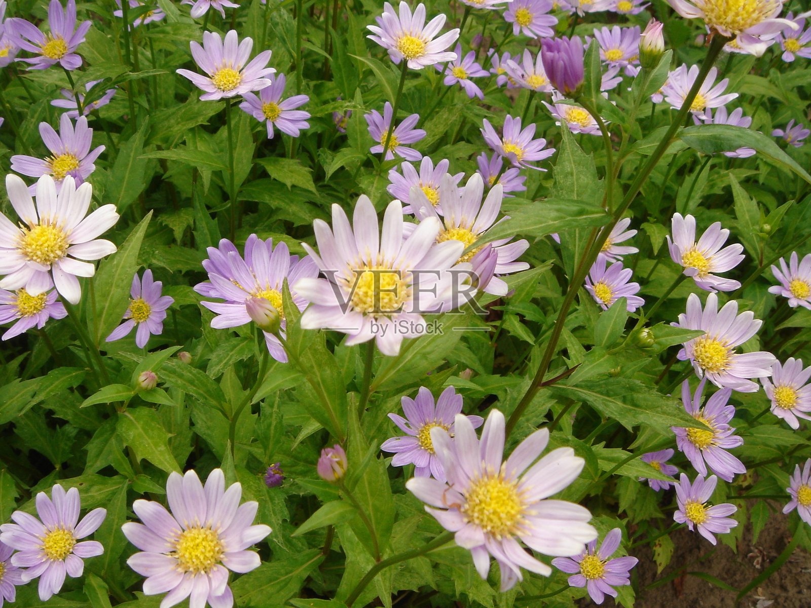 卡利斯特普胡斯奇嫩西斯照片摄影图片