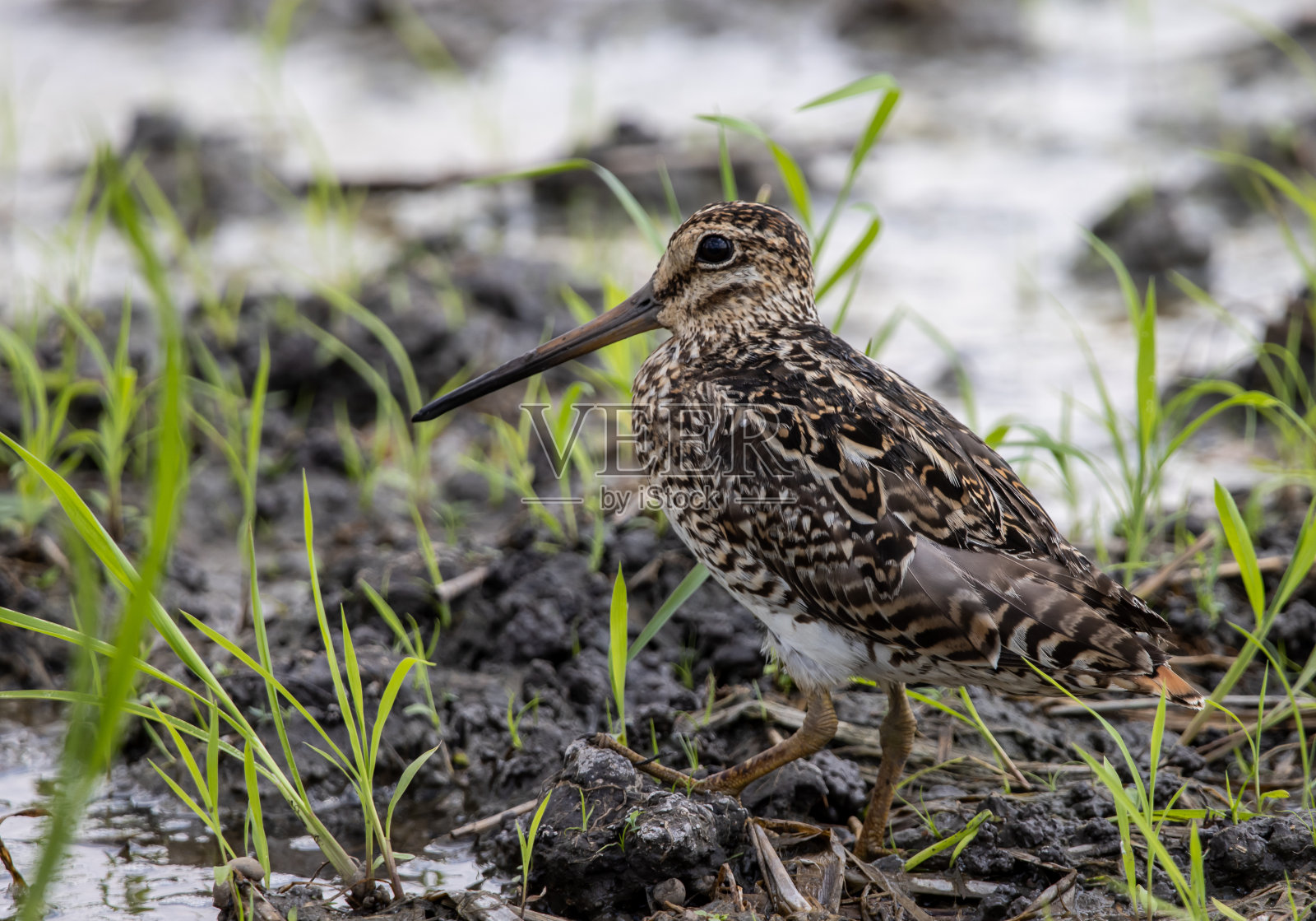 尖尾鹬(Pintail Snipe)站在地面上时的特写镜头。照片摄影图片