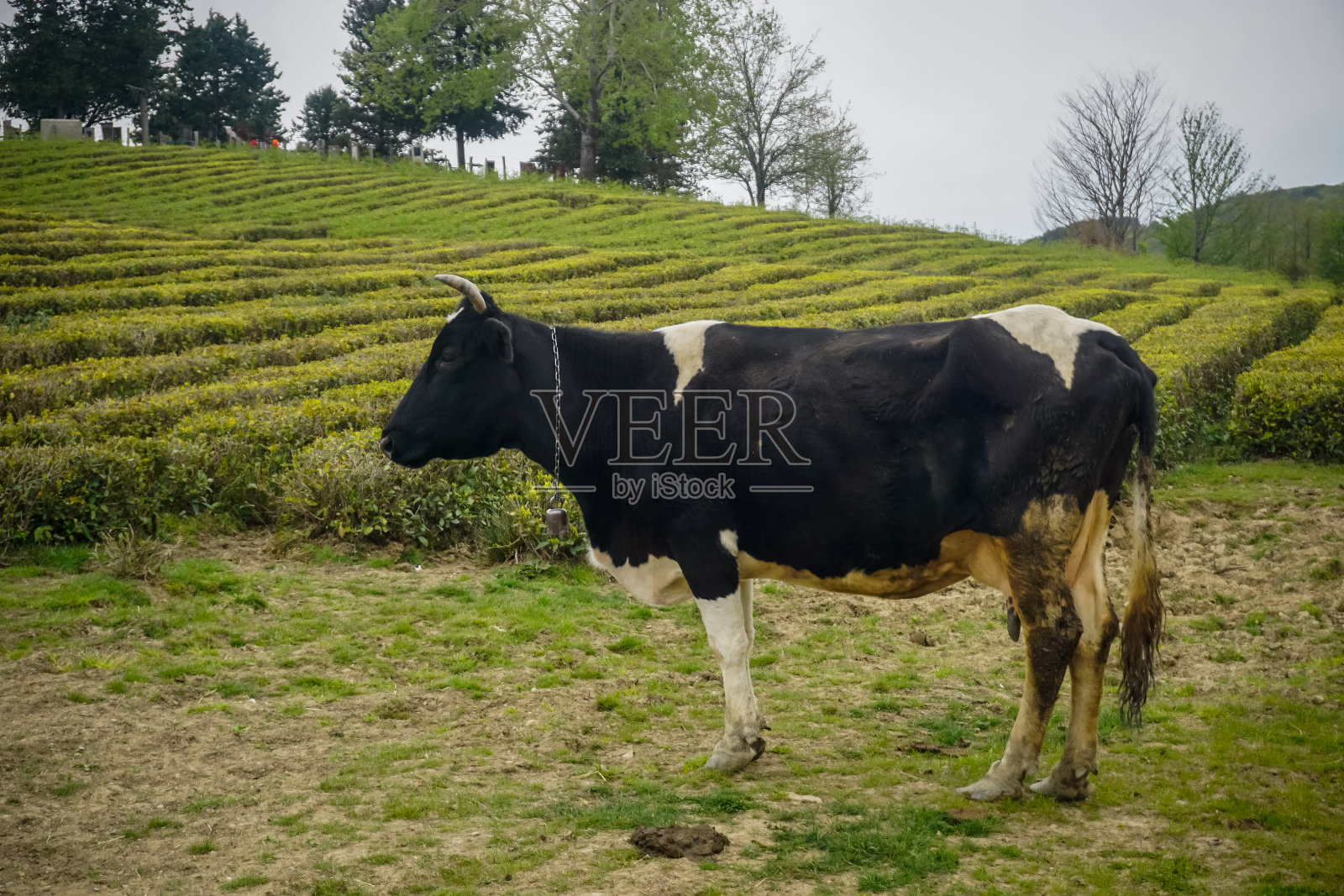 在茶园附近的绿色草地上吃草的牛照片摄影图片