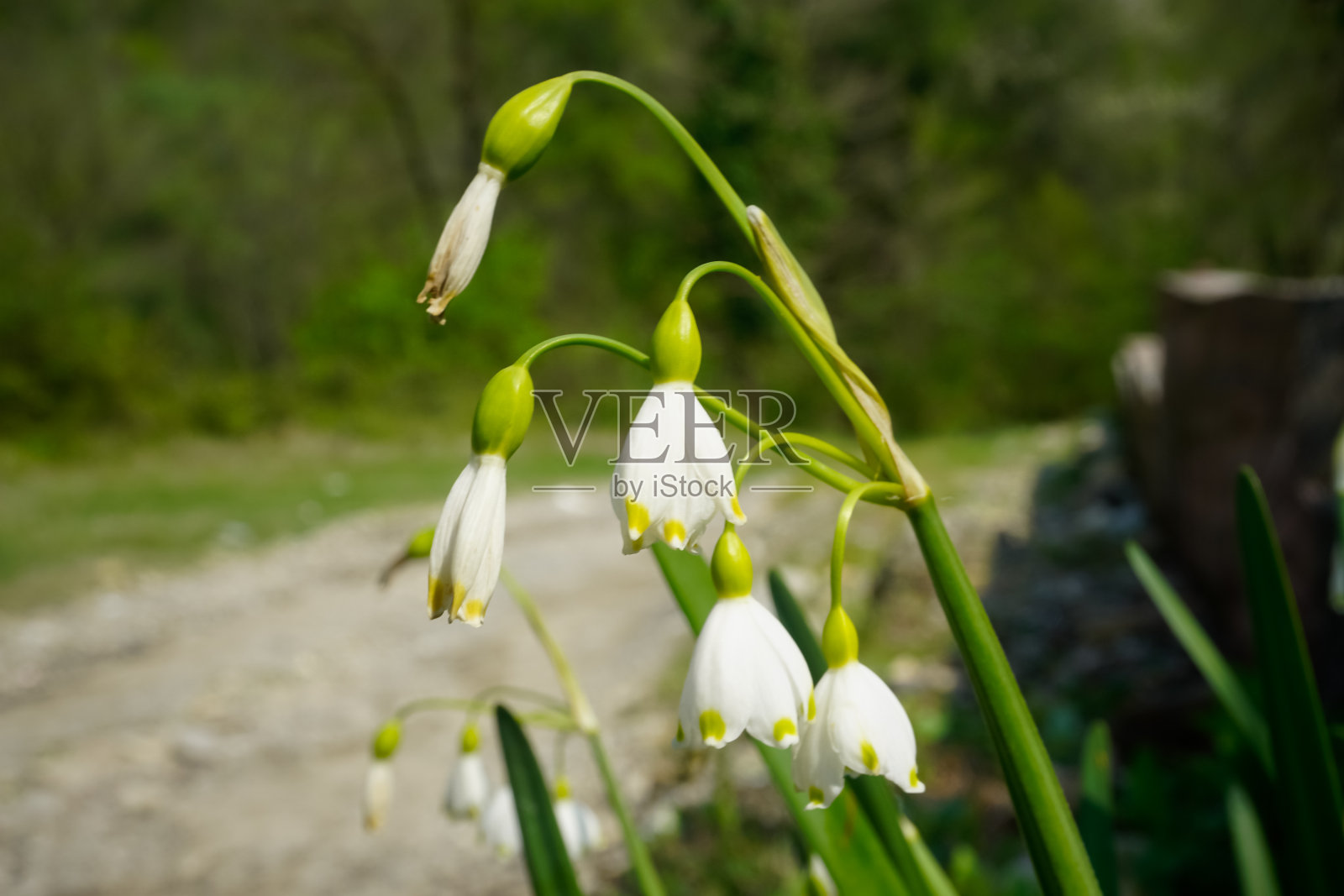 美丽的花朵在春天盛开照片摄影图片