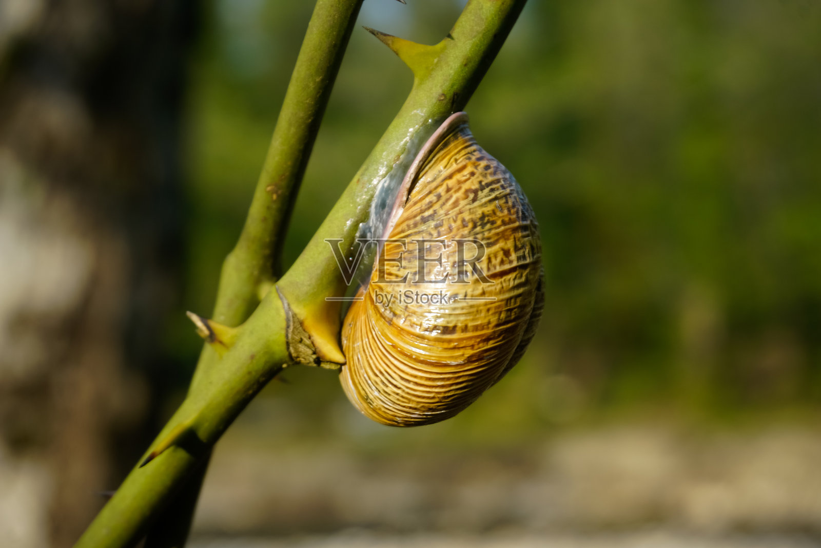 蜗牛在植物上爬行照片摄影图片