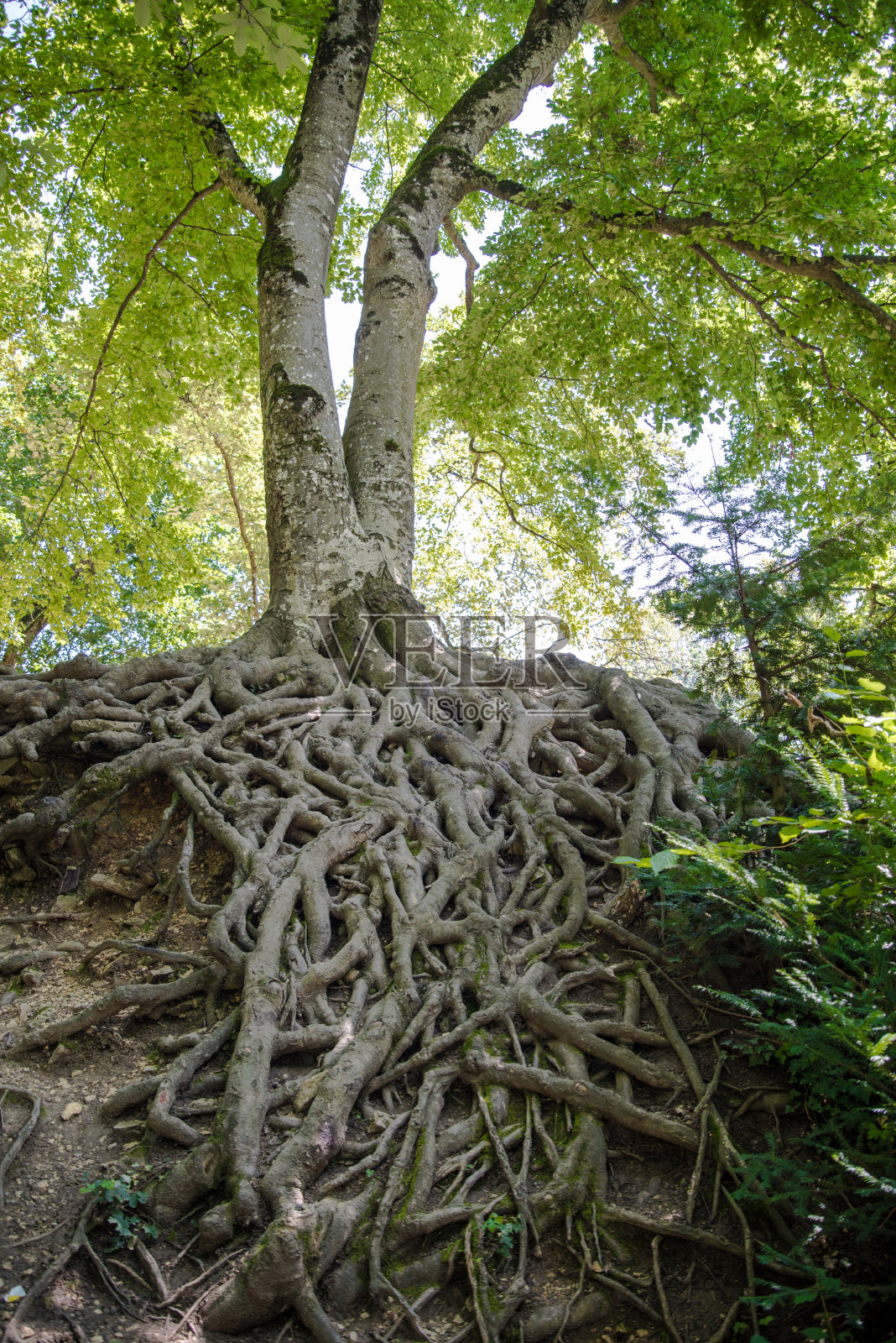 巨大的山毛榉的神奇的根照片摄影图片