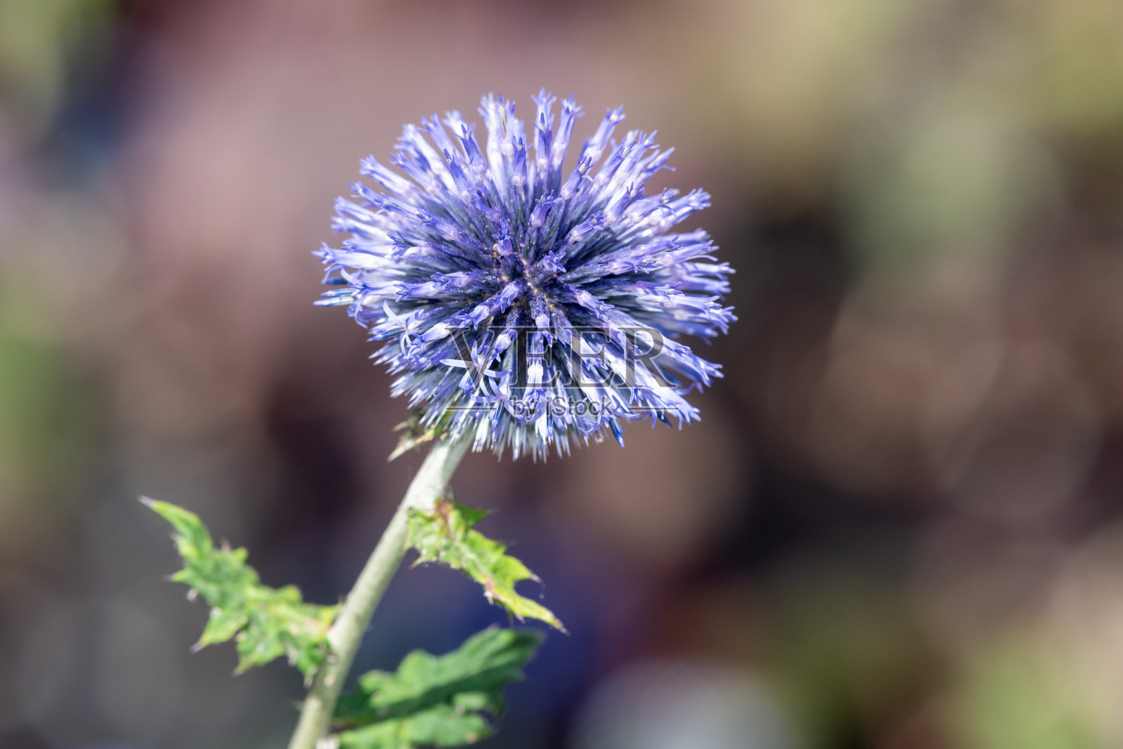 蓟花照片摄影图片