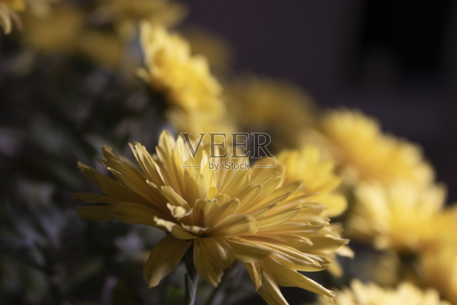 秋天，黄色的菊花开在浅色的背景上。照片摄影图片