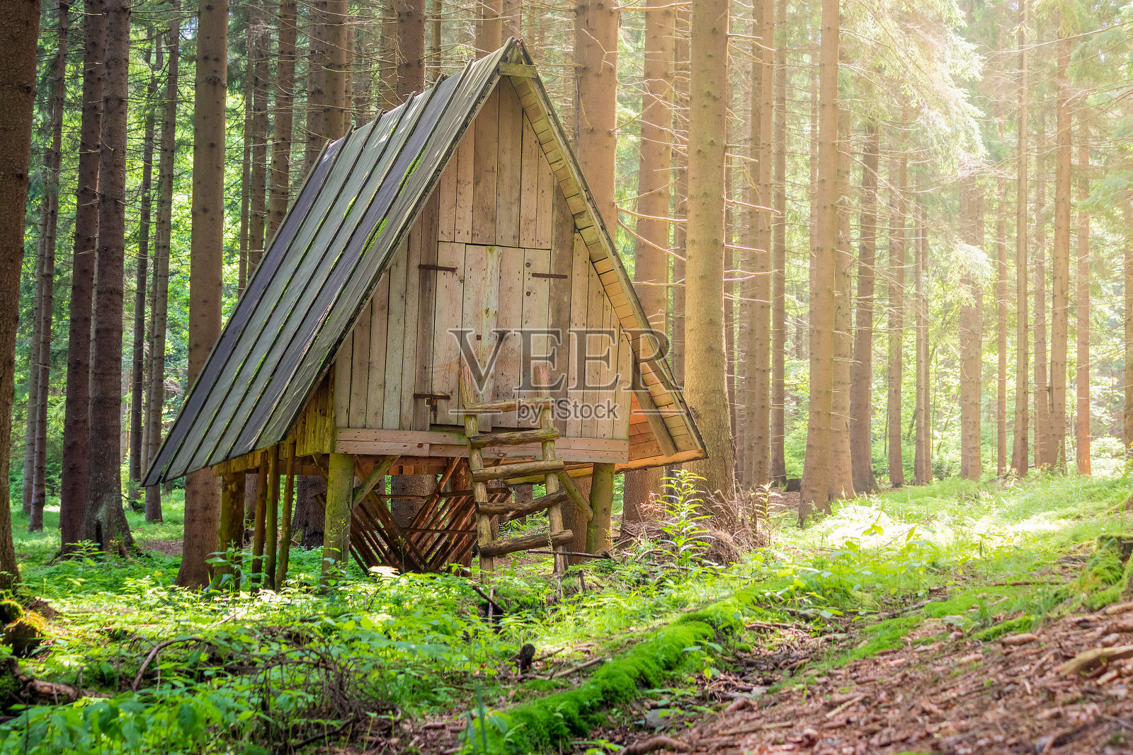 森林动物的木制饲料，在森林里照片摄影图片