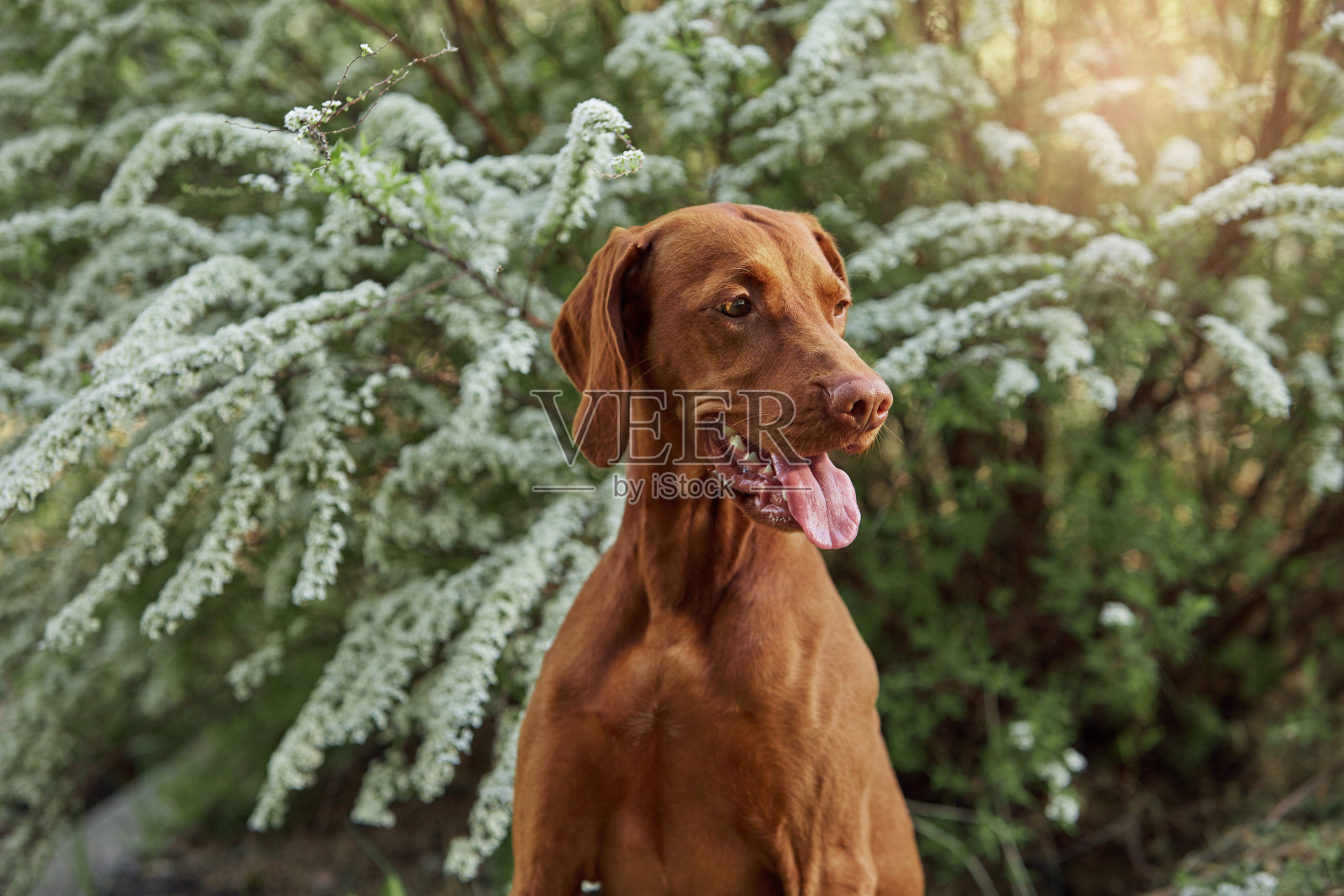 遛狗照片摄影图片