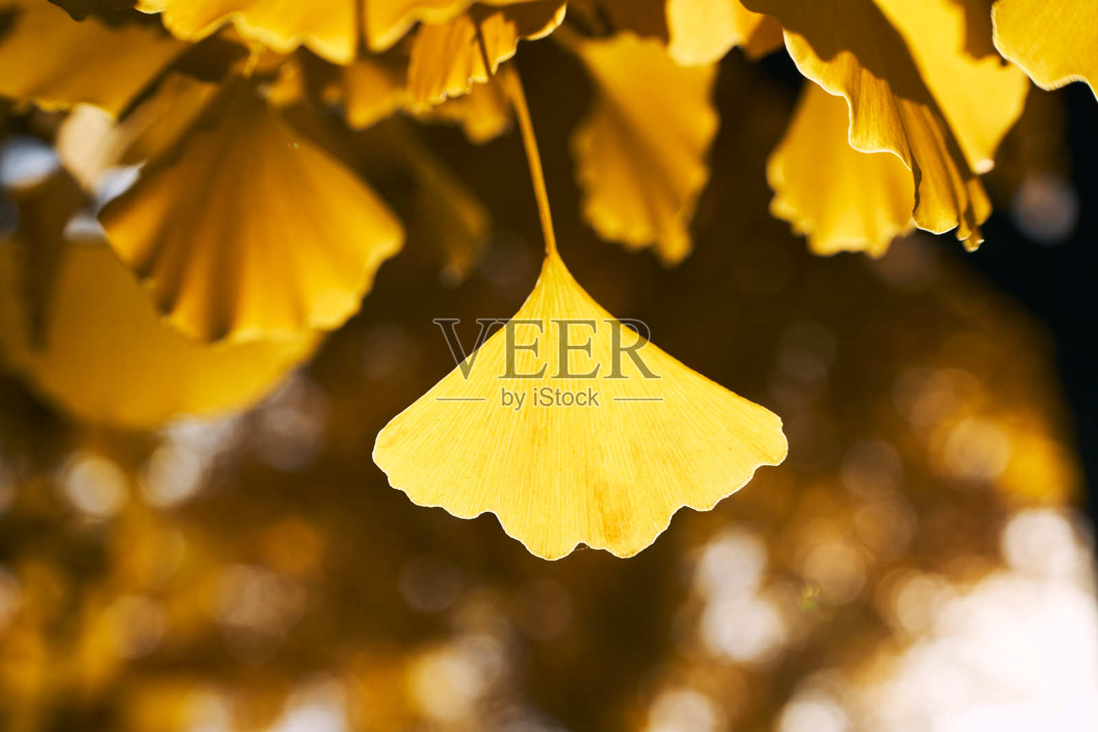 银杏叶照片摄影图片