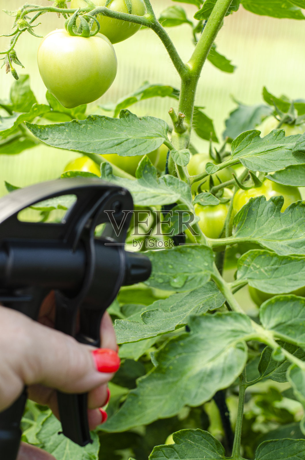 用手喷雾器喷洒蔬菜和园林植物，防止病虫害照片摄影图片