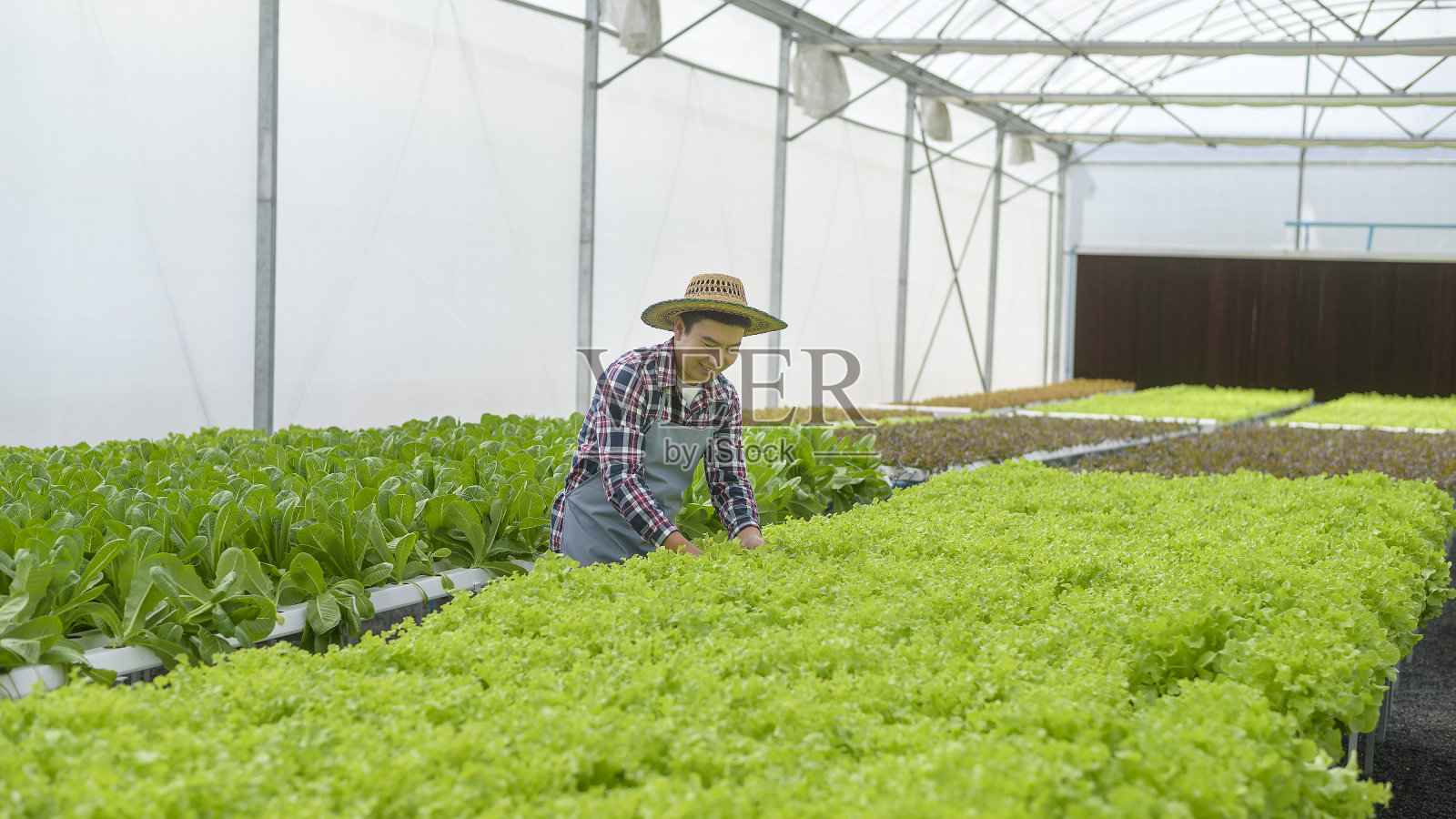 快乐的男农民在水培温室农场工作，清洁的食物和健康的饮食理念照片摄影图片