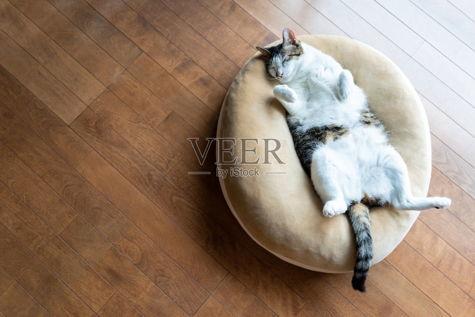 沉睡的猫照片摄影图片