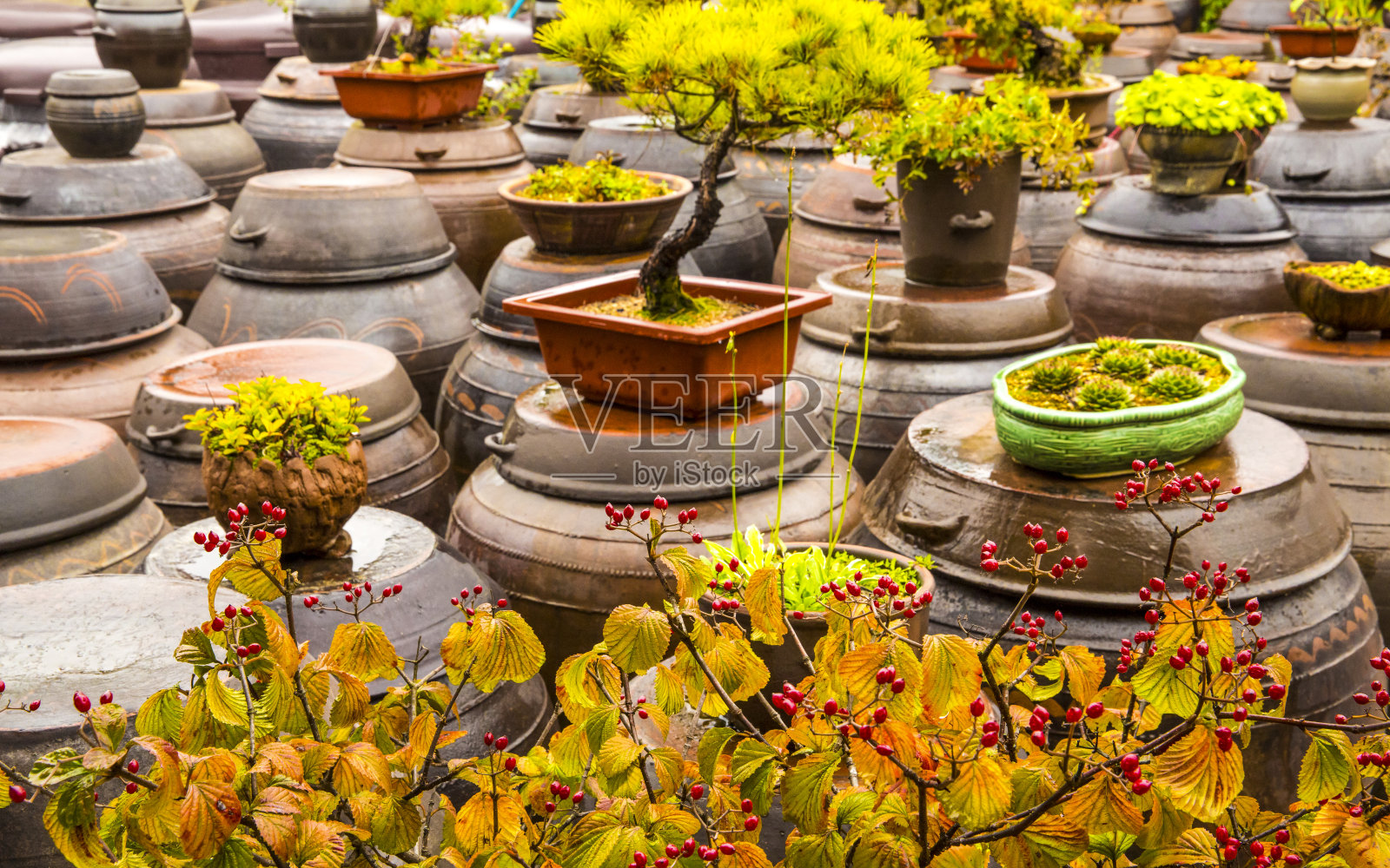 顺昌郡古竹张大张村的长竹台照片摄影图片