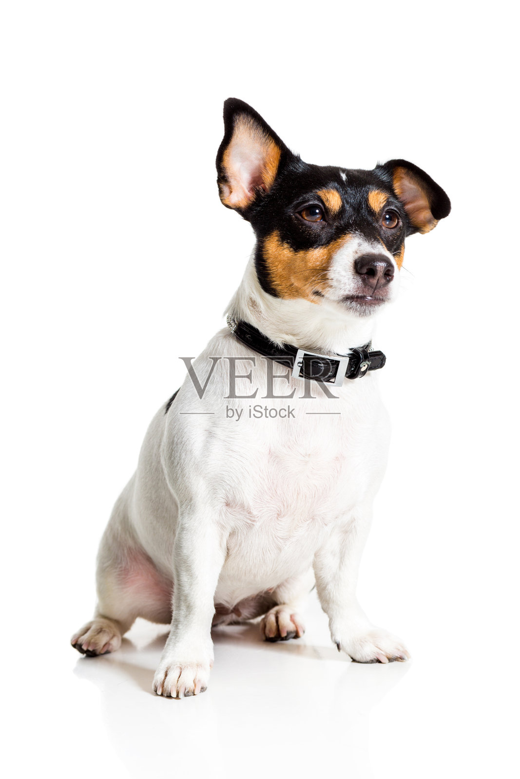 杰克罗素梗，孤立在白色照片摄影图片
