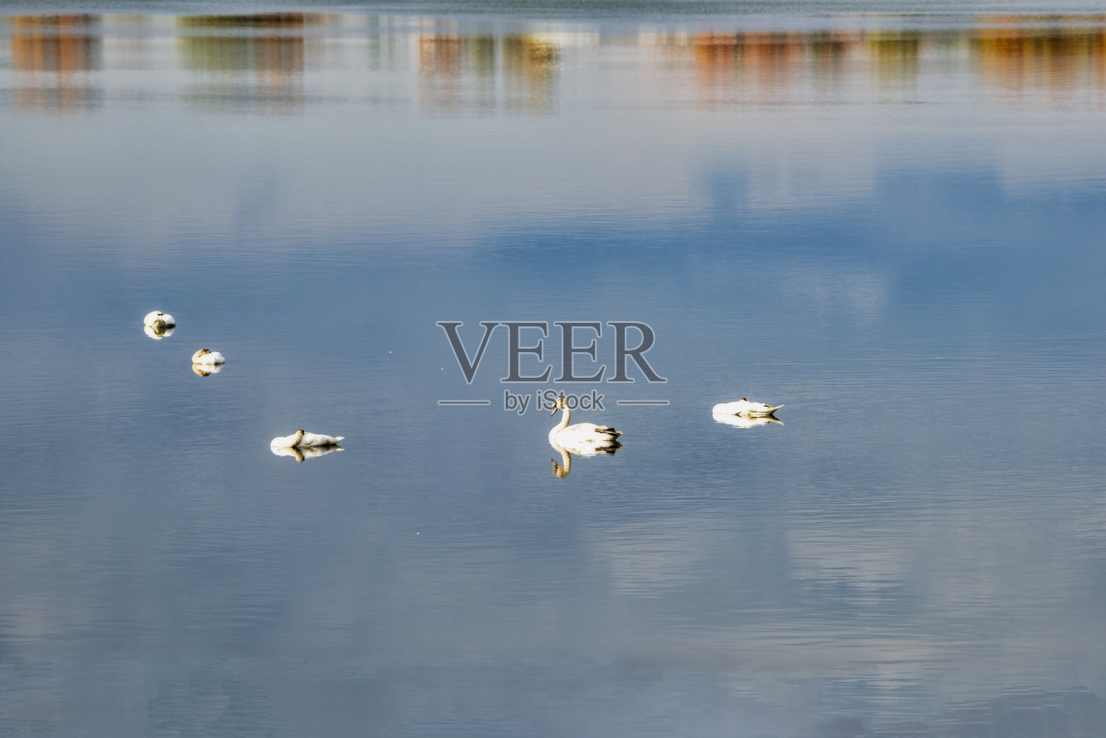 天鹅在湖上睡觉照片摄影图片