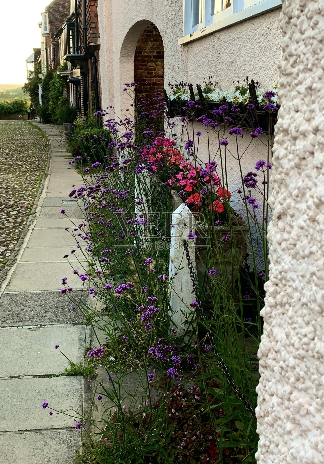 紫色和粉红色照片摄影图片