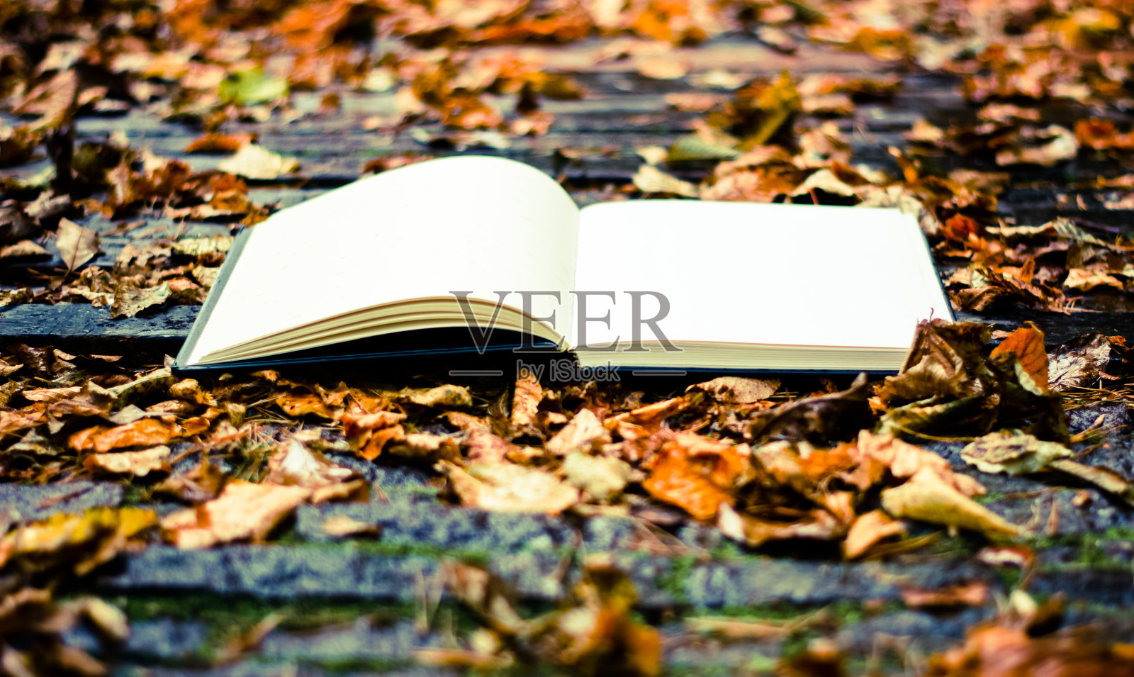 给孩子们的森林故事书照片摄影图片