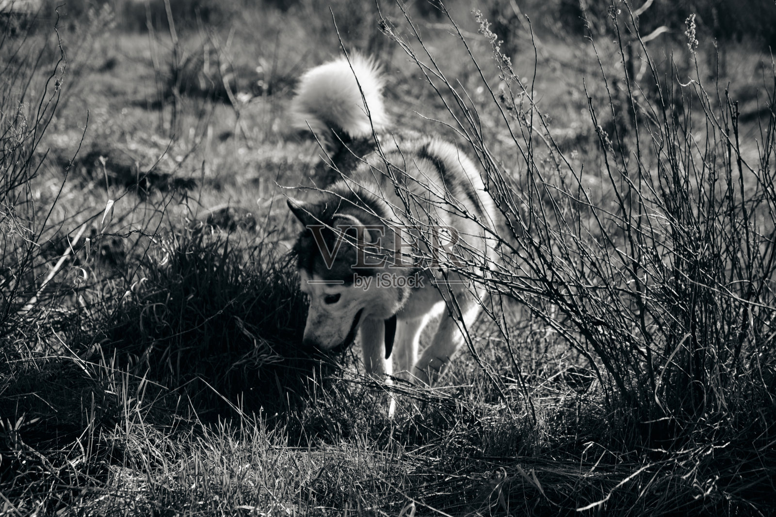 哈士奇在黑白照片。照片摄影图片