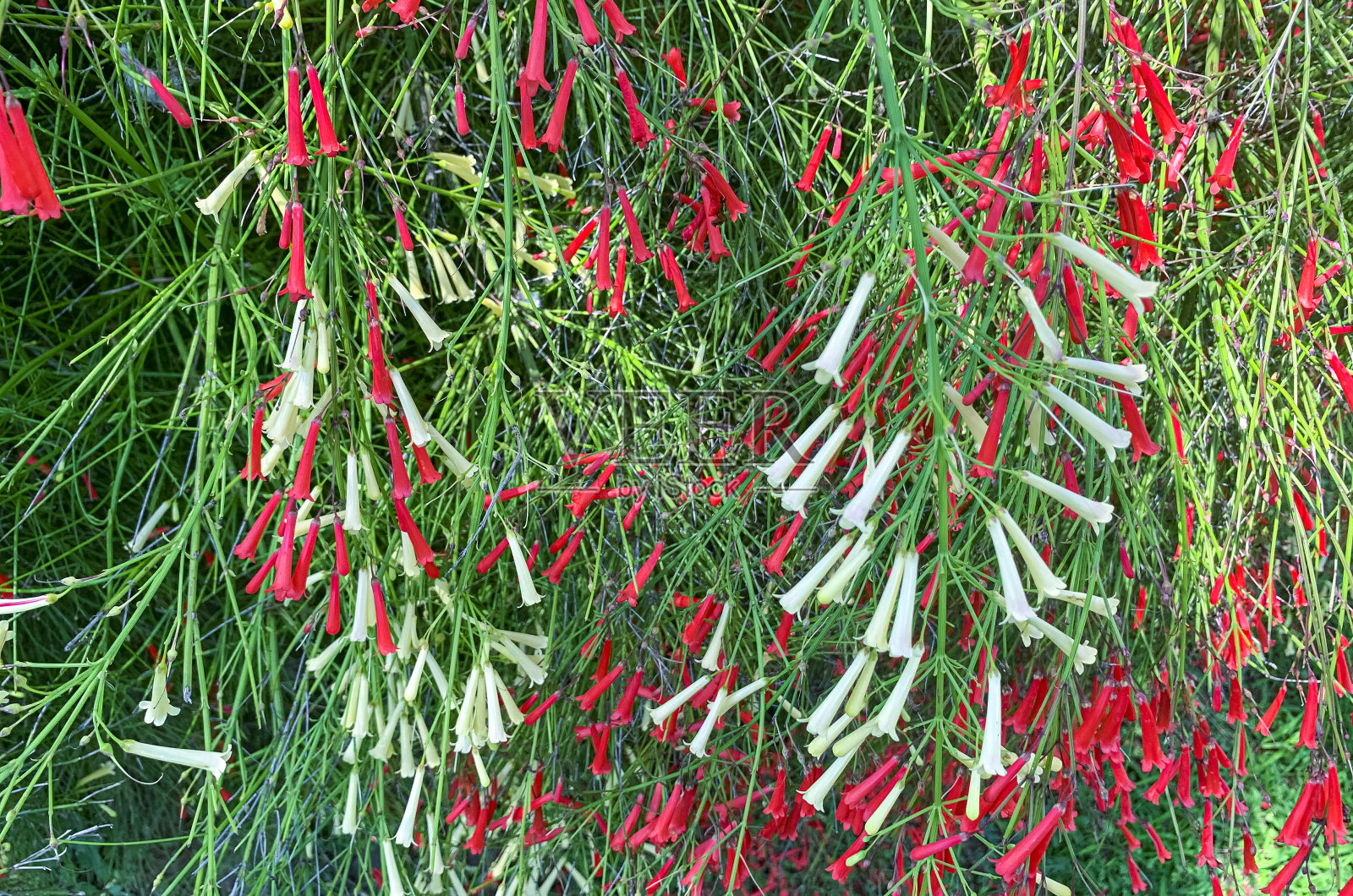 外面长有红花的观赏灌木。工作室的照片照片摄影图片