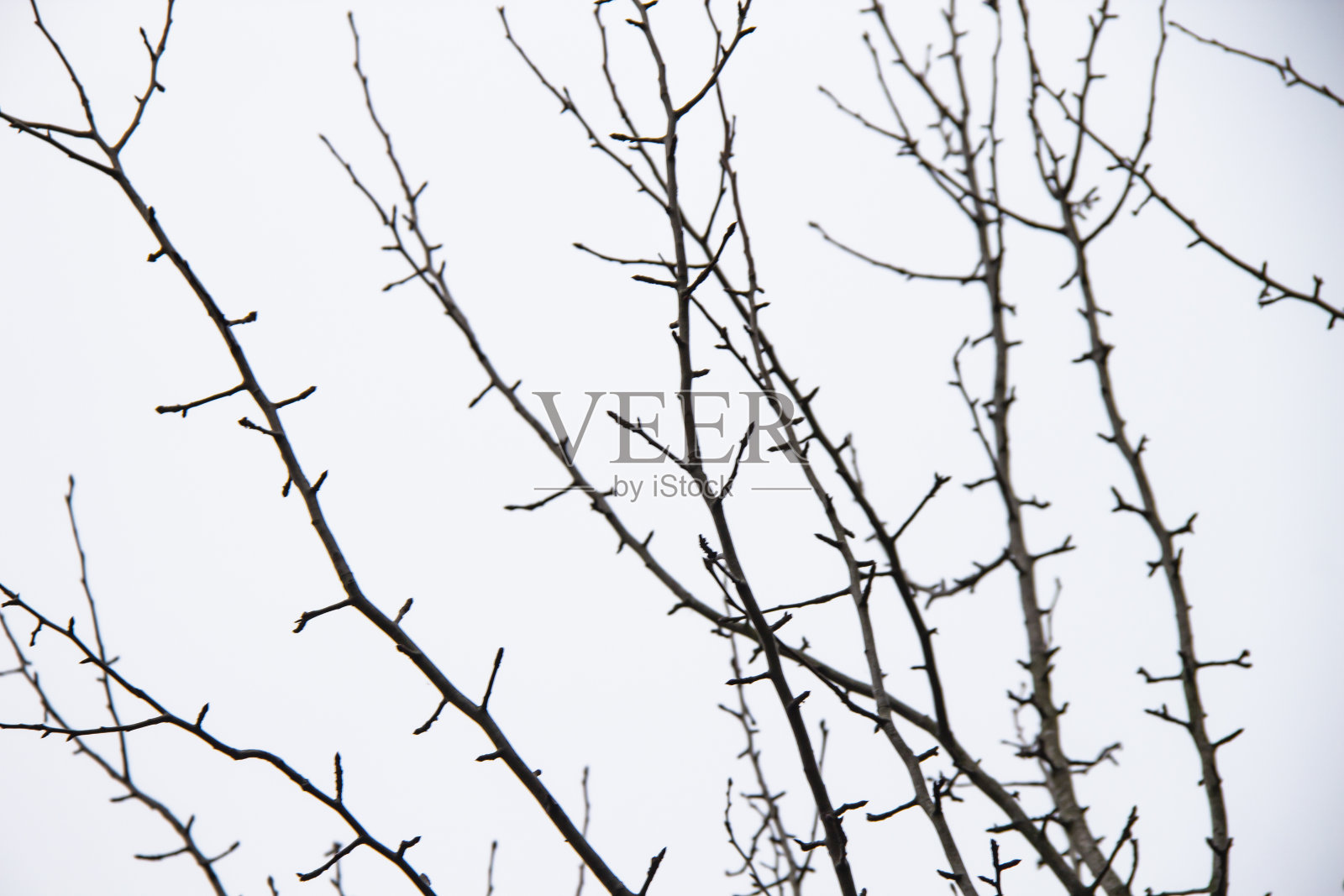 白色背景下裸露的树枝。白色背景下的树枝照片摄影图片