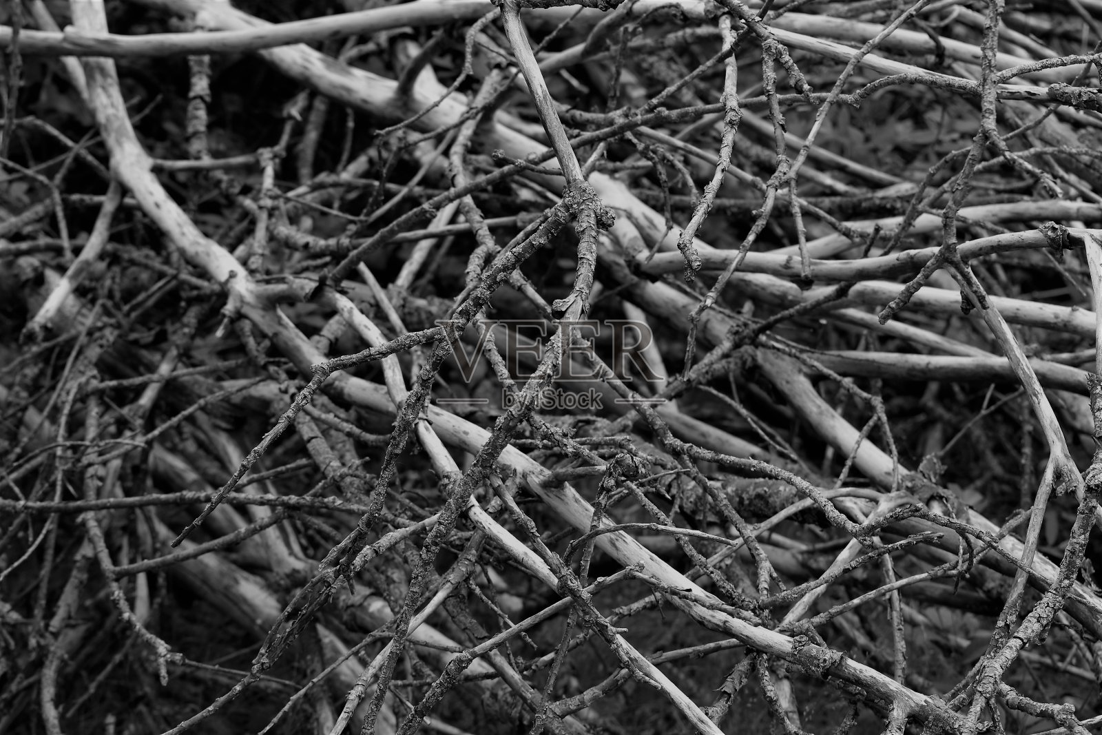 干燥，复杂的树枝，高对比度的黑白背景照片摄影图片