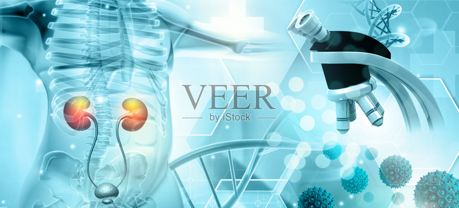 人体解剖与肾脏。医疗保健技术、创新医学、健康、科学和研究的概念和想法照片摄影图片