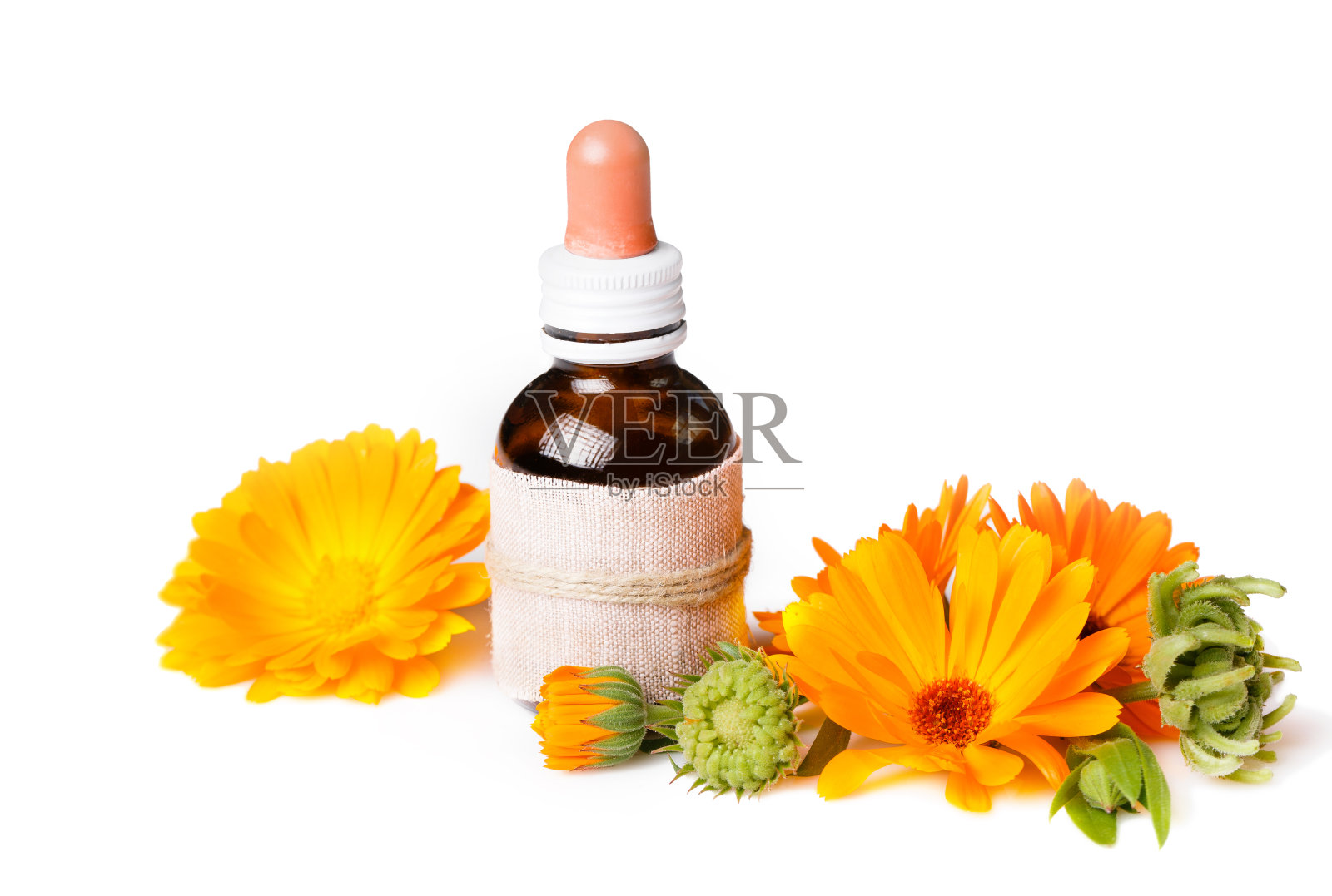 金盏花，药用植物，花有叶，种子分离在白色上照片摄影图片