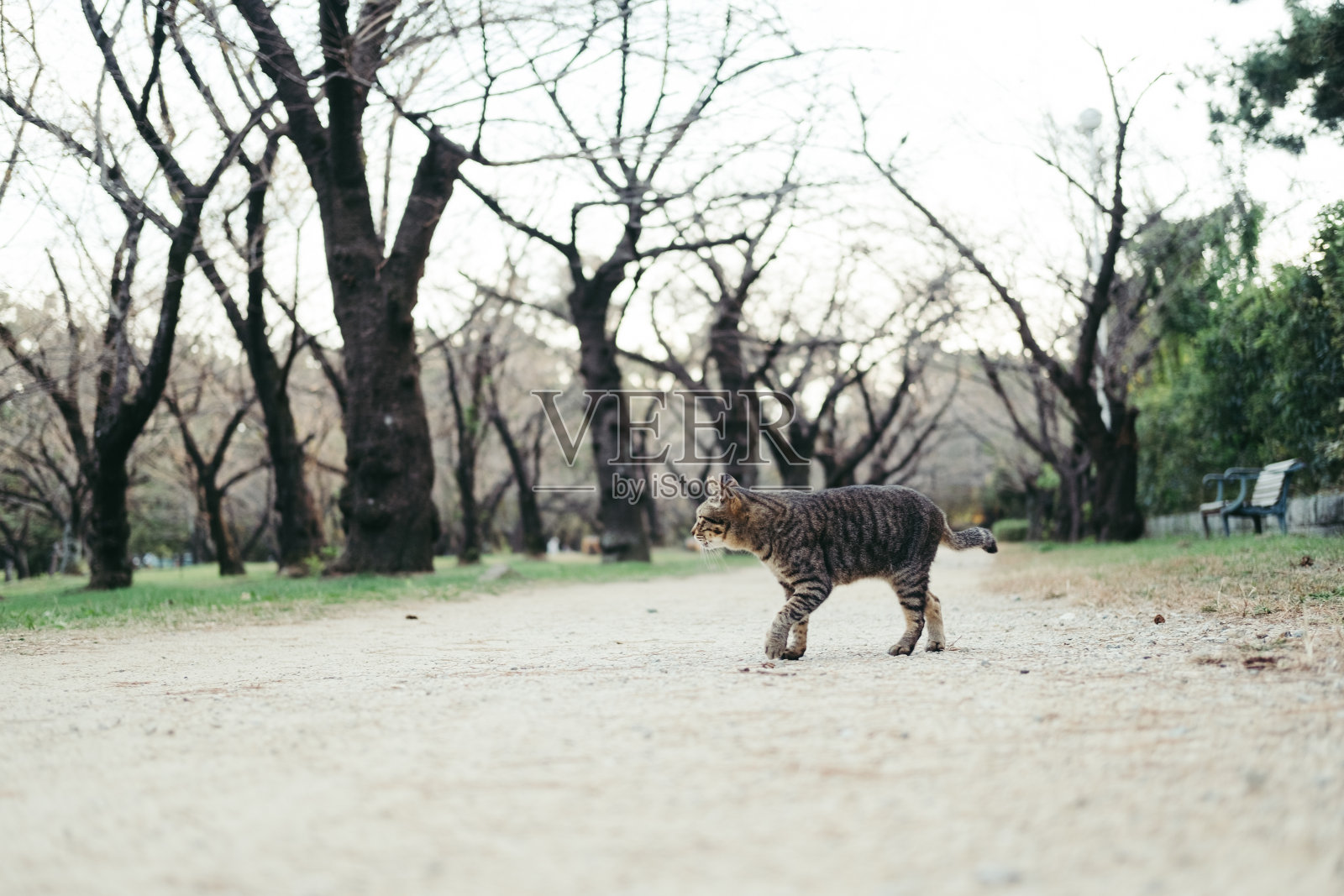 猫在路边的树上走照片摄影图片