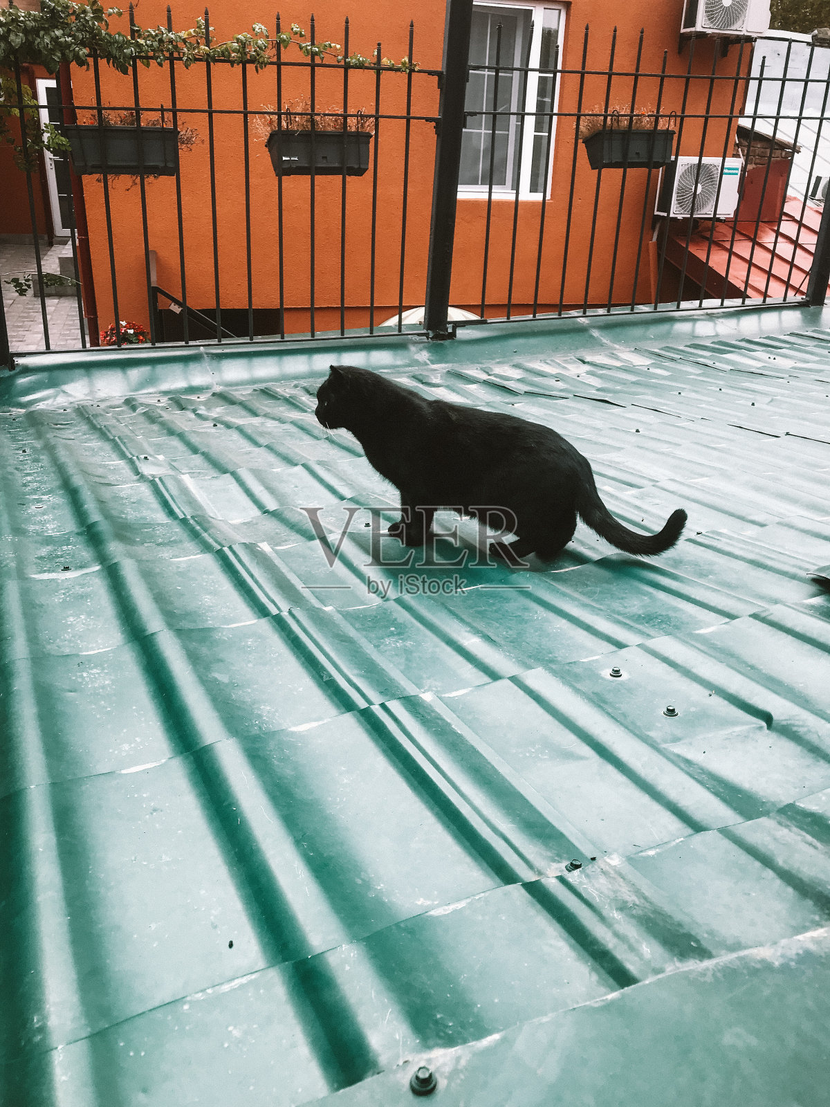 格鲁吉亚的猫照片摄影图片