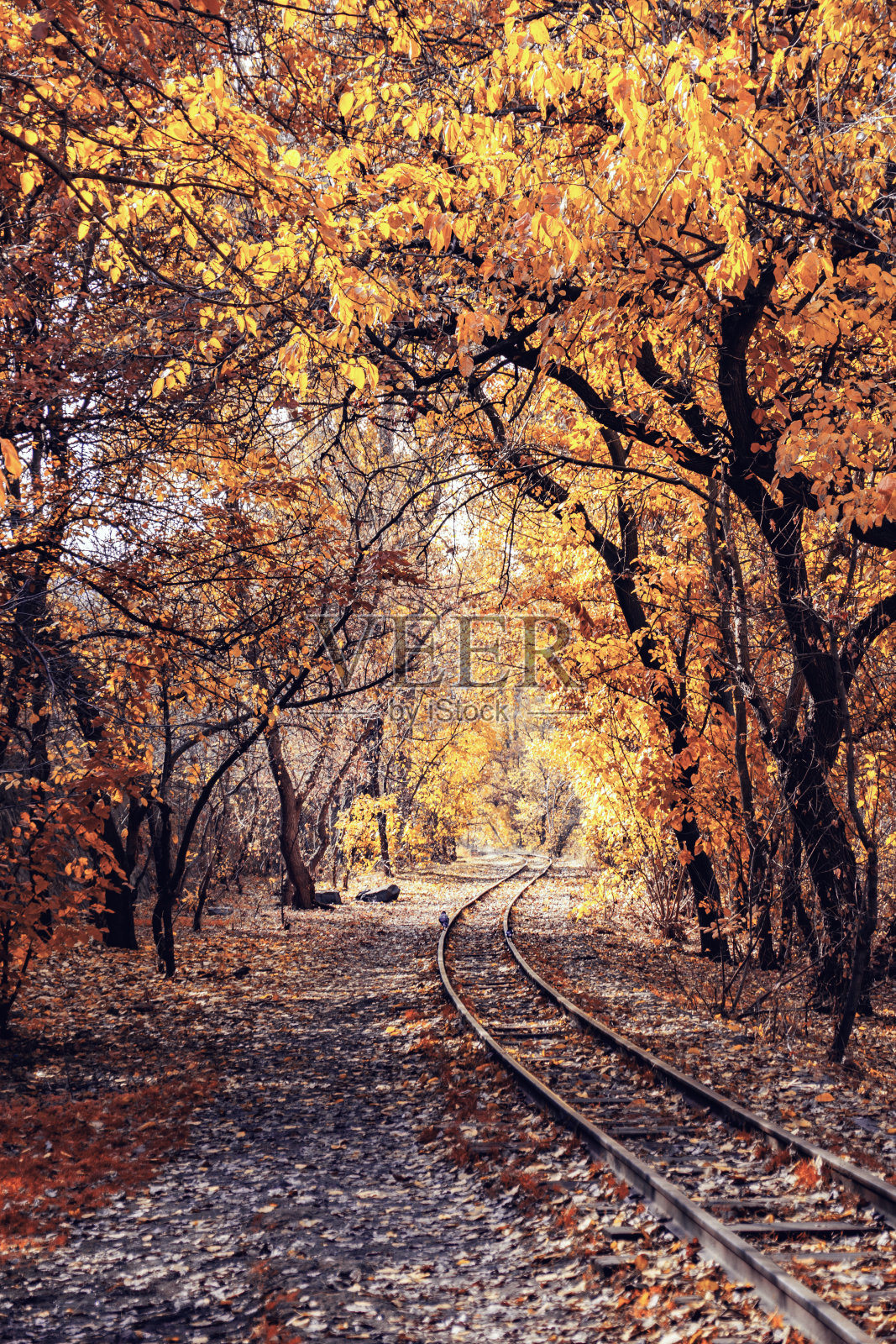铁路和铁路沿线秋天树木的全景图。秋天的风景在阳光明媚的天气。铁路与秋林照片摄影图片