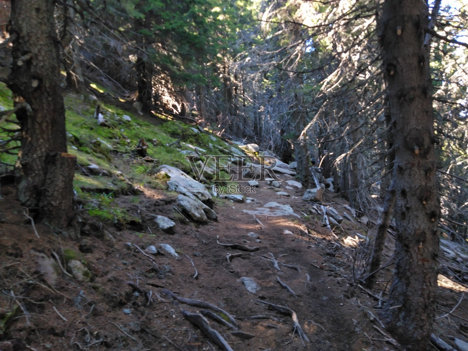 高山小径穿过针叶林周围的石头，树木，苔藓和树根。照片摄影图片