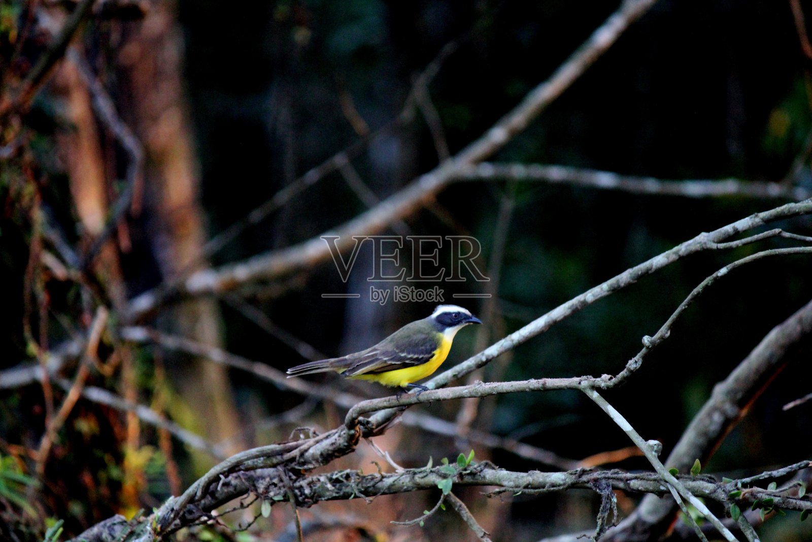 你见过硫皮坦格斯照片摄影图片