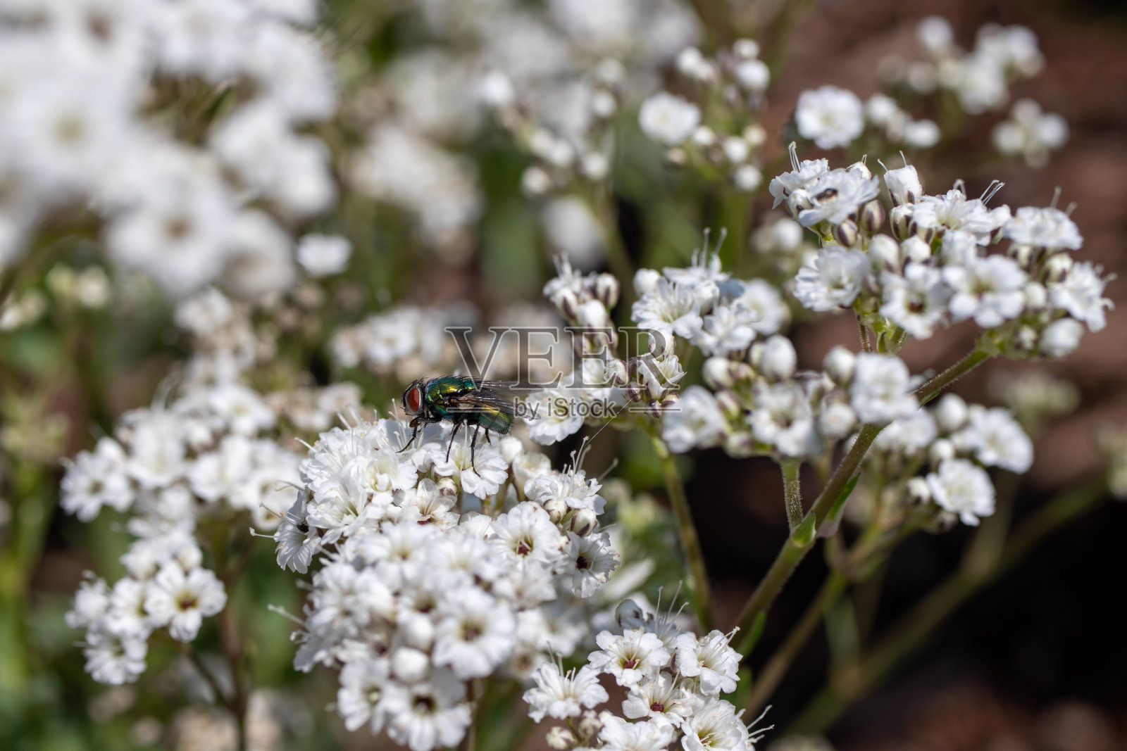 一只苍蝇在花园的白花上照片摄影图片
