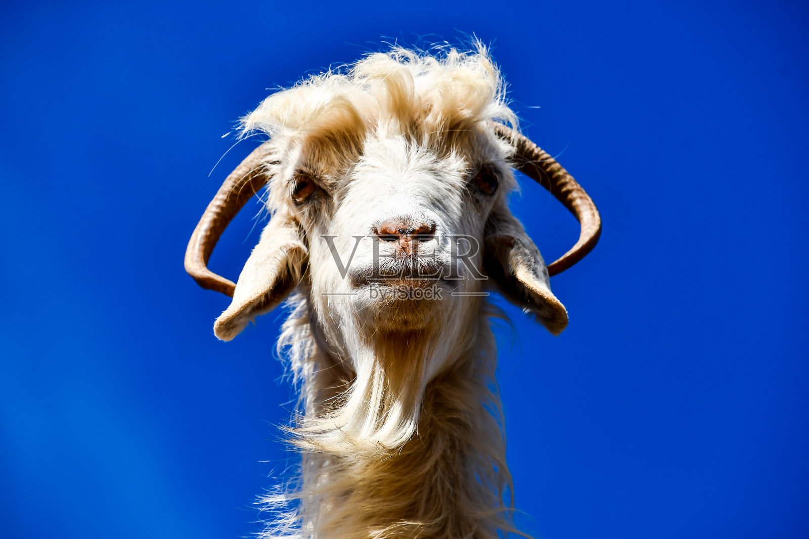 摩洛哥马拉喀什和Essaouira之间的摩洛哥坚果树和山羊照片摄影图片