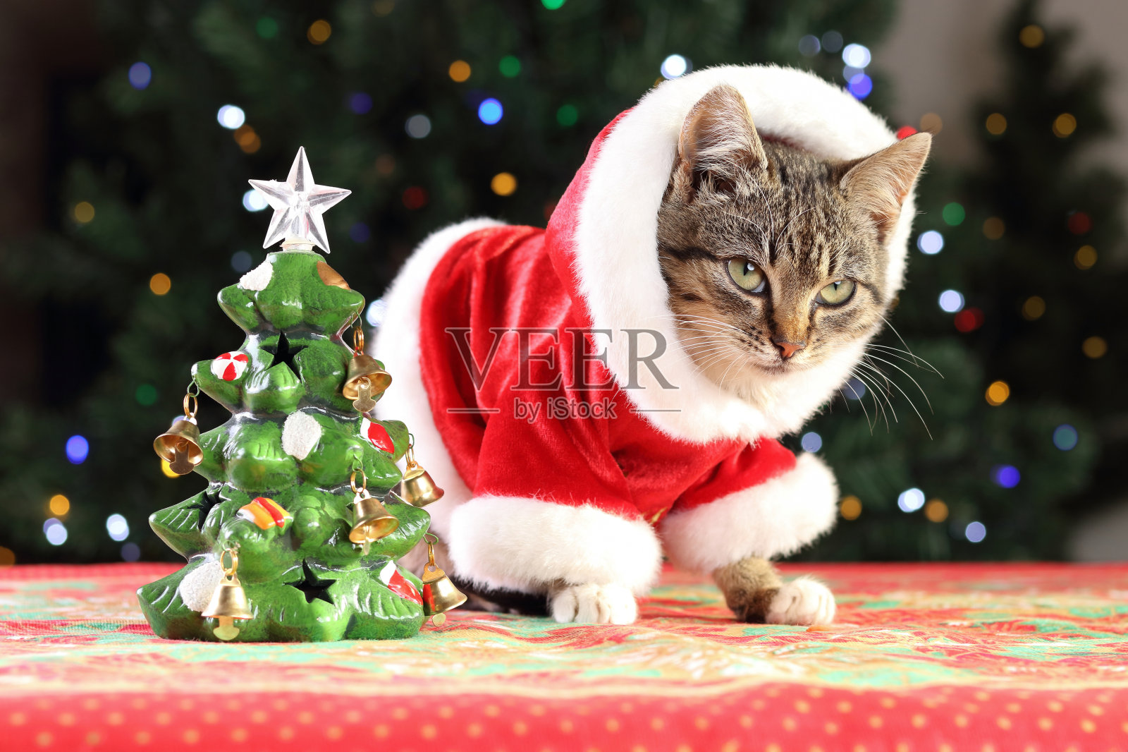 穿着红色圣诞老人服装的小灰猫坐在圣诞树的背景上。小猫坐在红色枕头上的特写镜头。宠物护理。圣诞节的概念。新年。贺卡。照片摄影图片