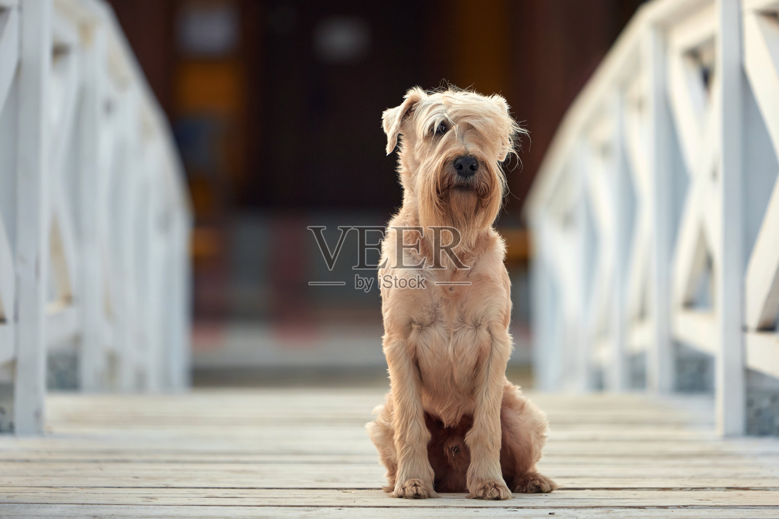 遛狗照片摄影图片