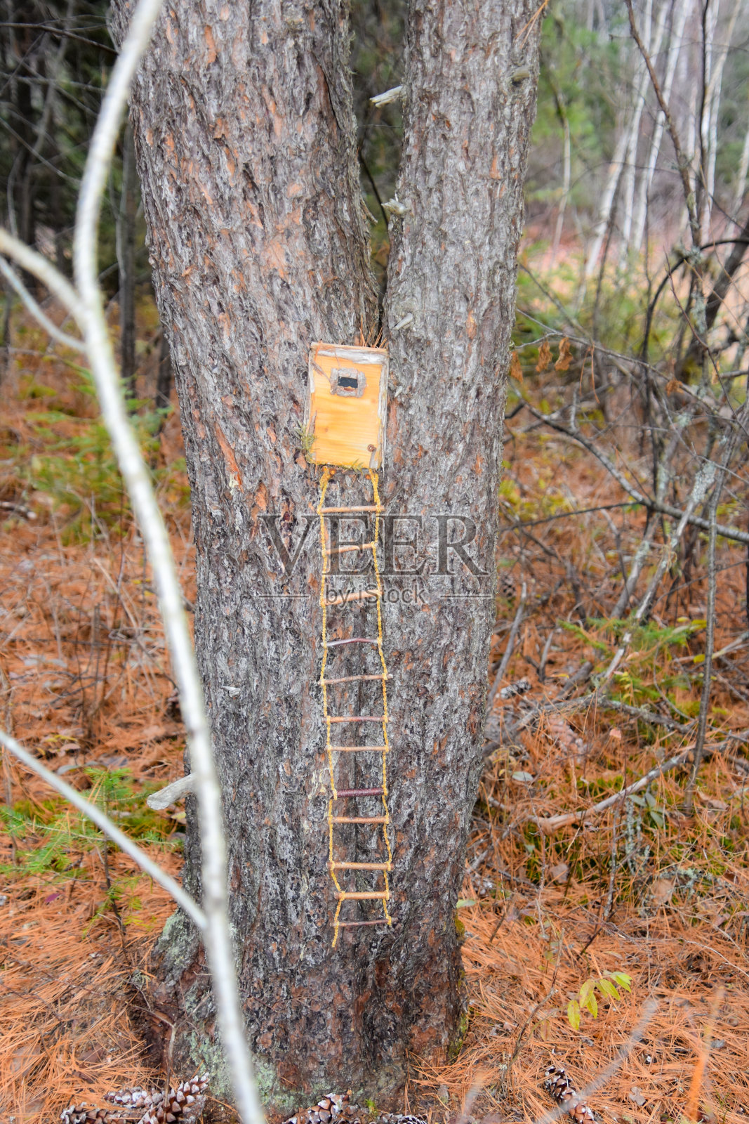 加拿大森林里树上的小松鼠屋照片摄影图片