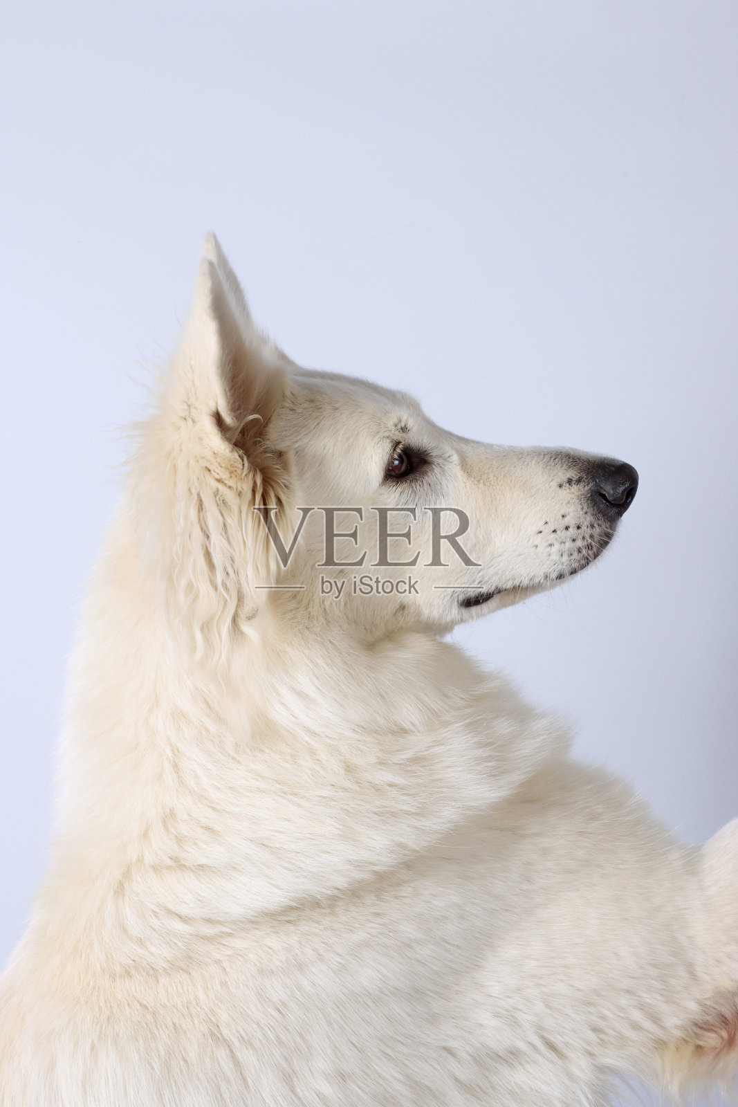 白狗照片摄影图片