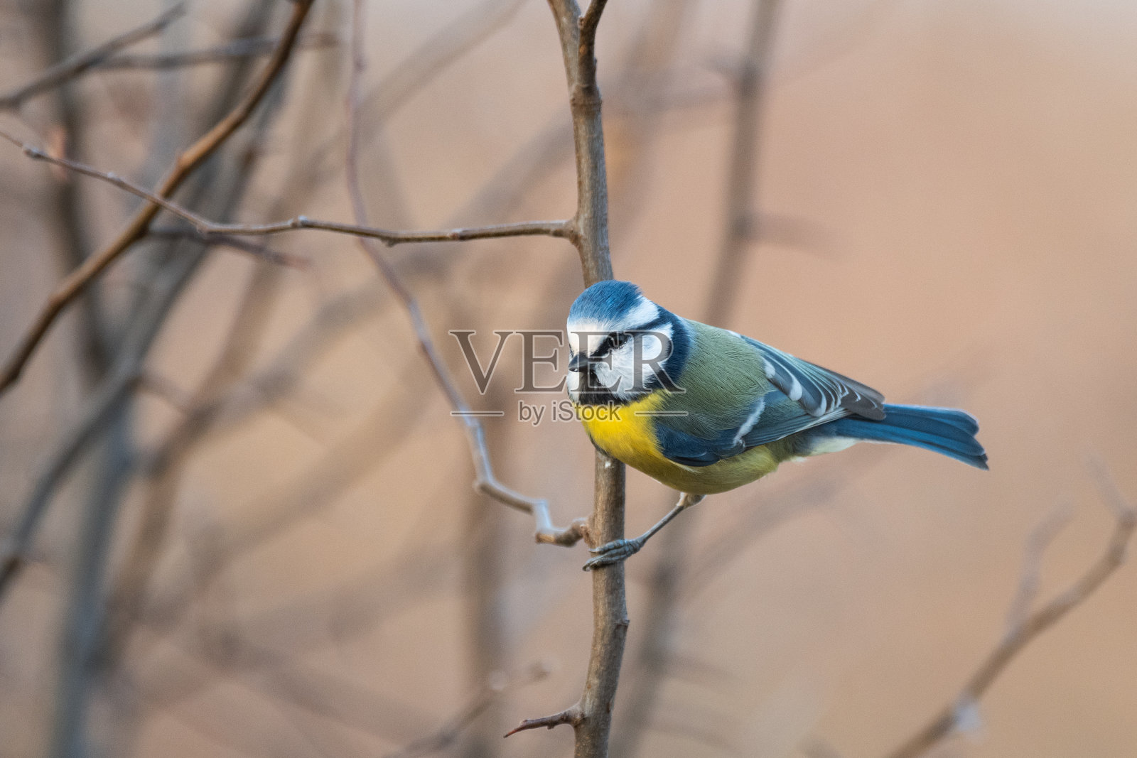 欧亚蓝山雀，野生青山雀照片摄影图片