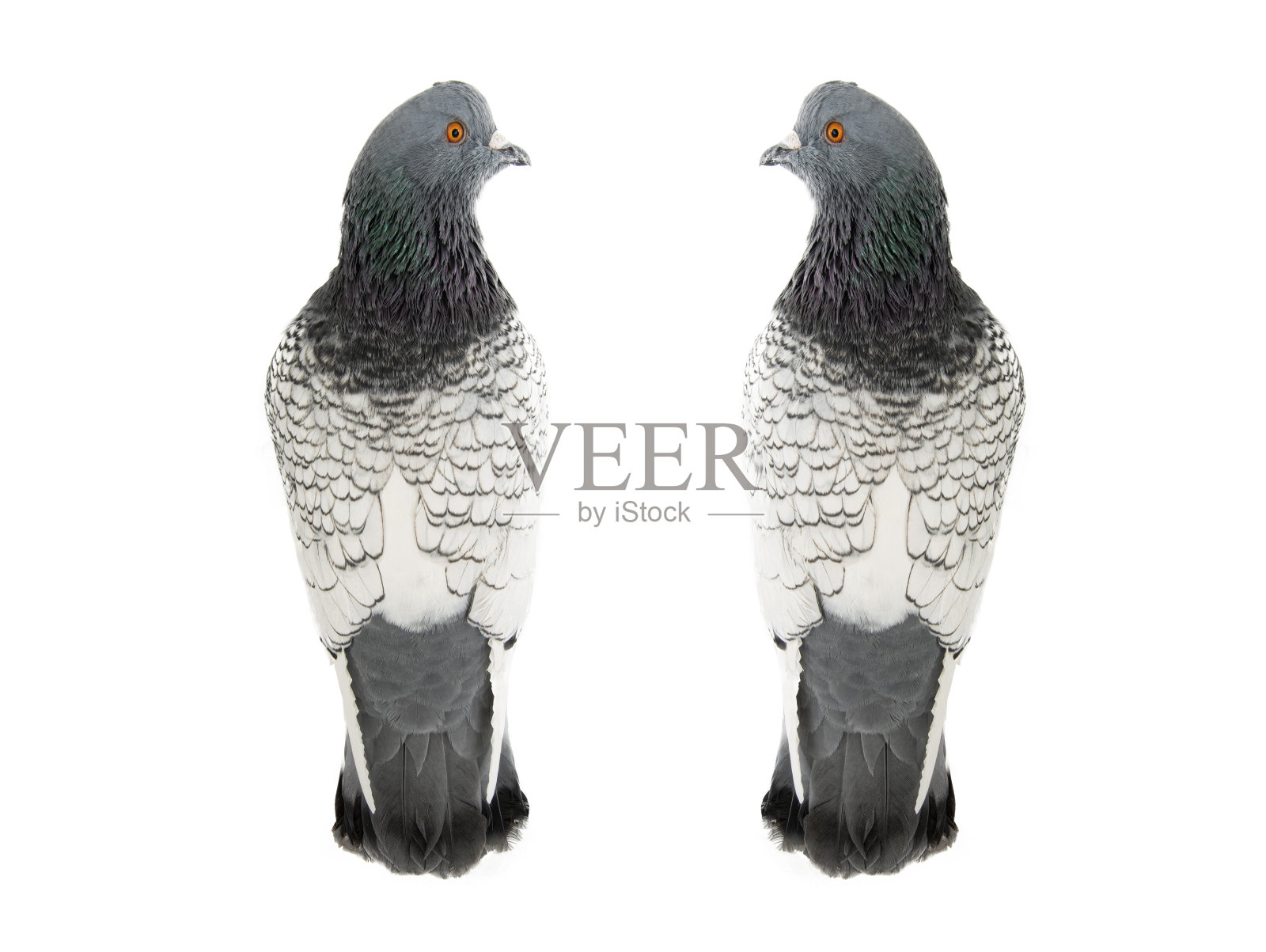两只鸽子被隔离在白色的背景上照片摄影图片