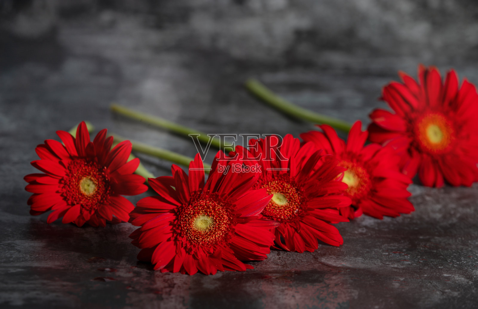 选择性聚焦非洲菊红色的花在模糊潮湿的背景。照片摄影图片