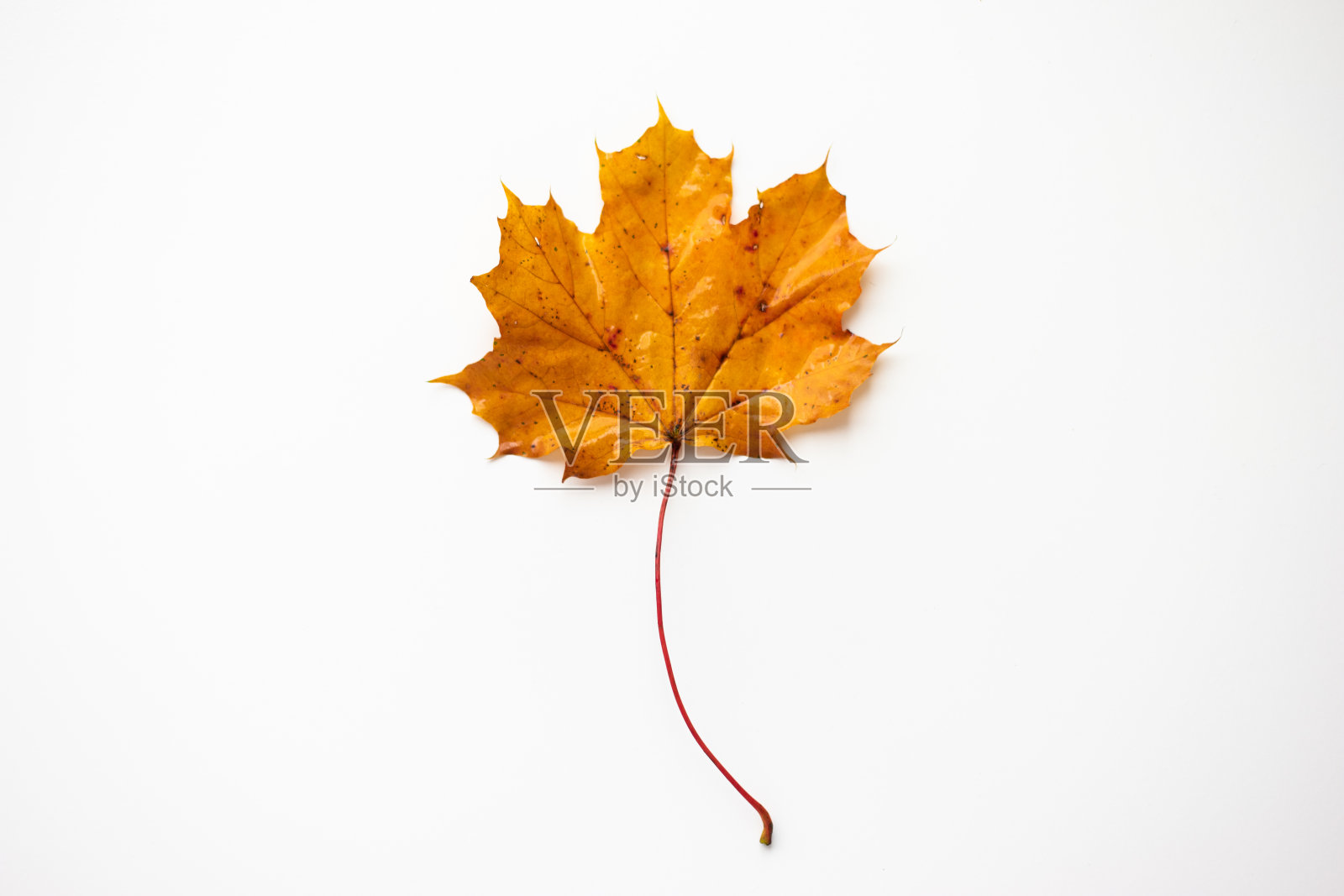 单金色的秋天橡树叶子在白色的背景。俯视图近距离摄影照片摄影图片