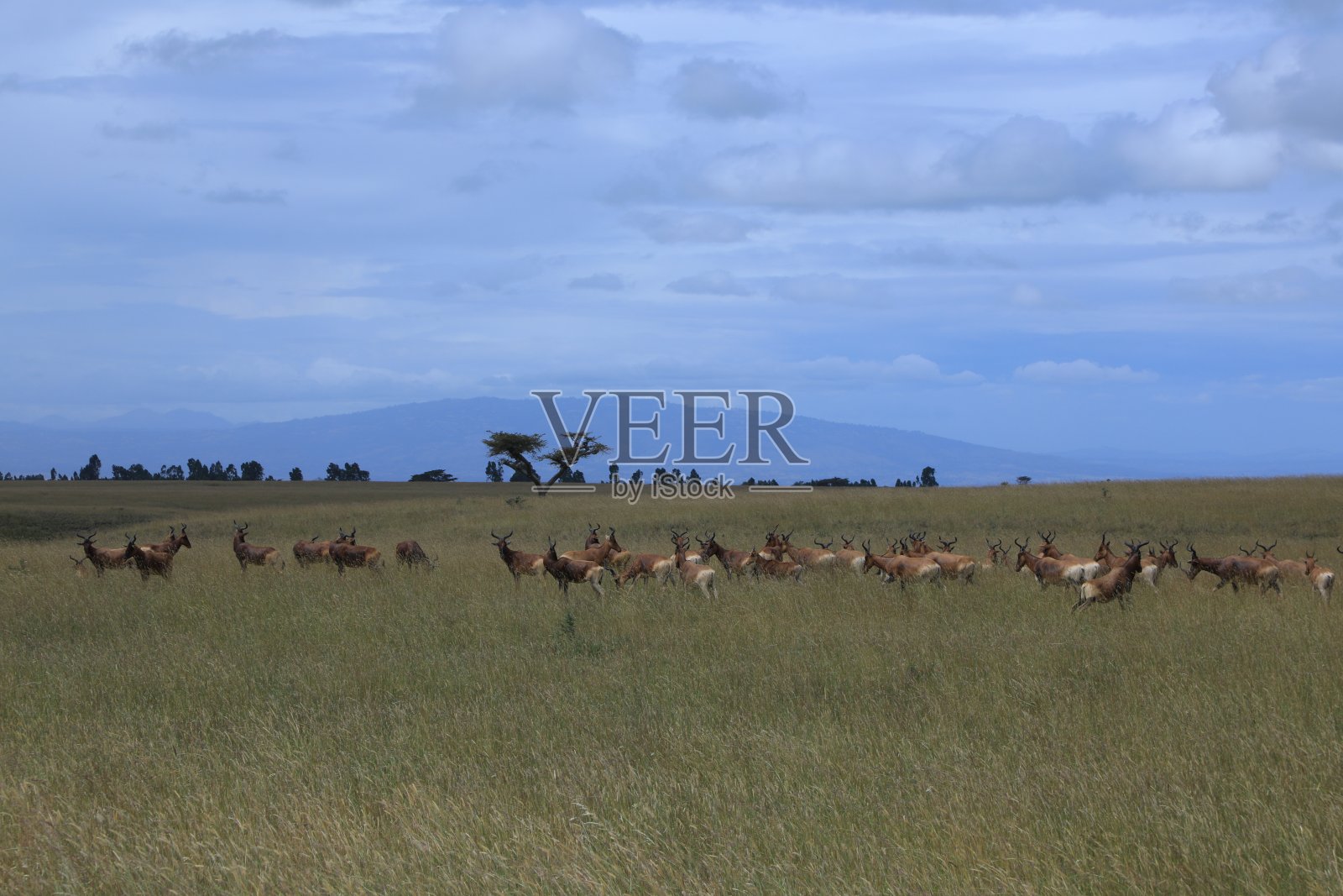 斯温的哈特比斯特照片摄影图片