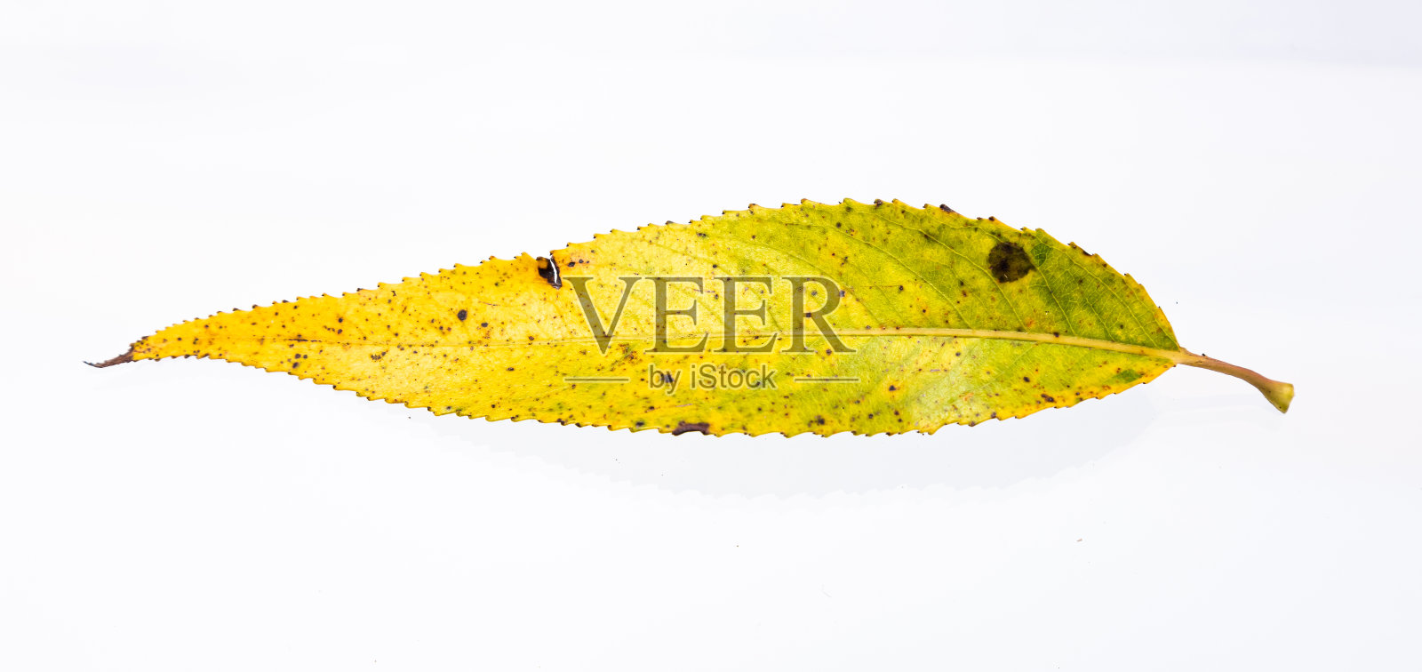 绿色的黄色柳叶在白色的背景上照片摄影图片