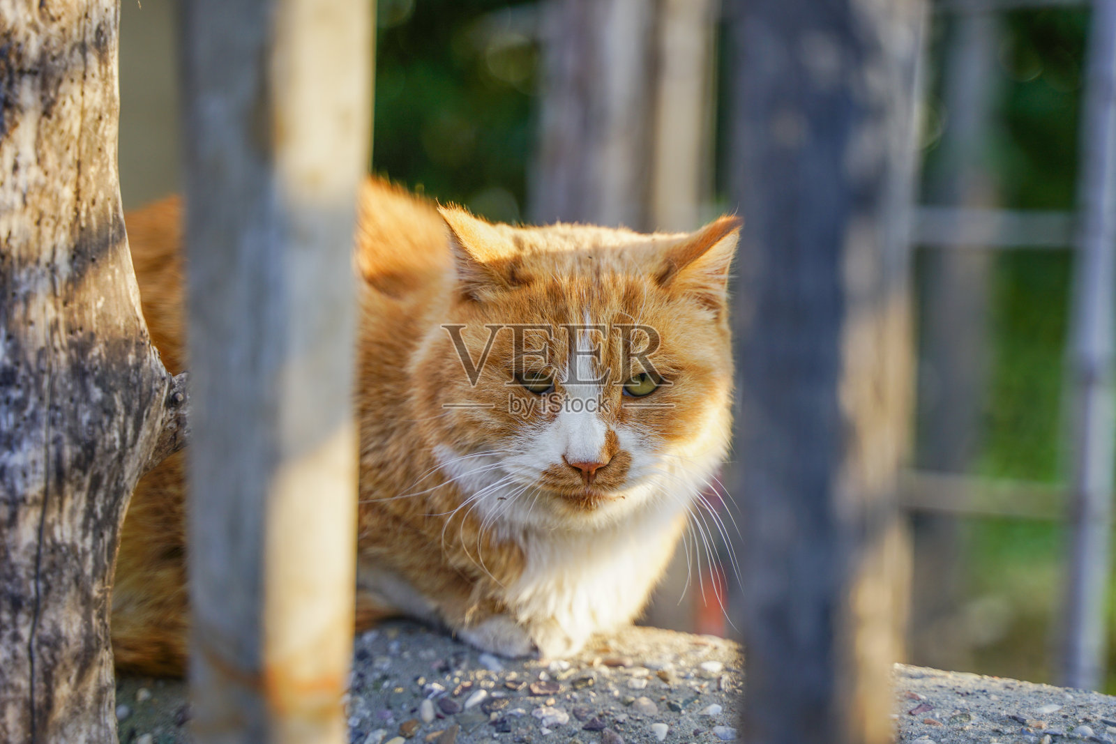 猫在院子里农村的乡村照片摄影图片