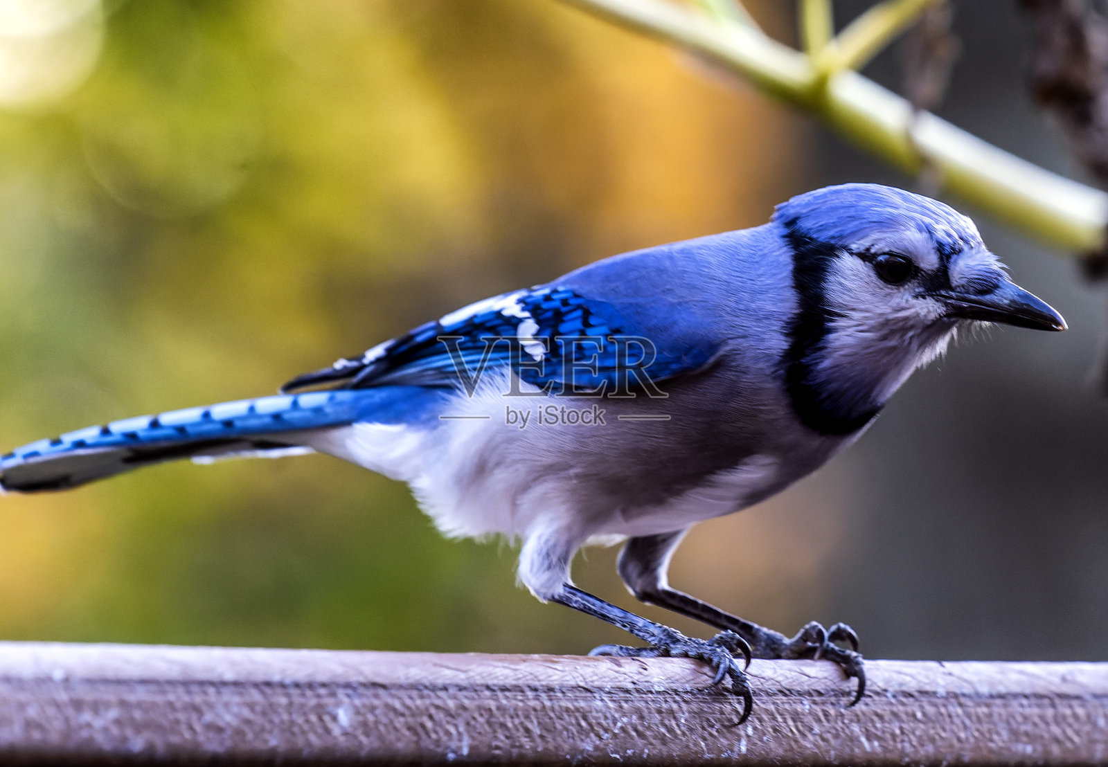 冠蓝鸦来到甲板上享用花生照片摄影图片