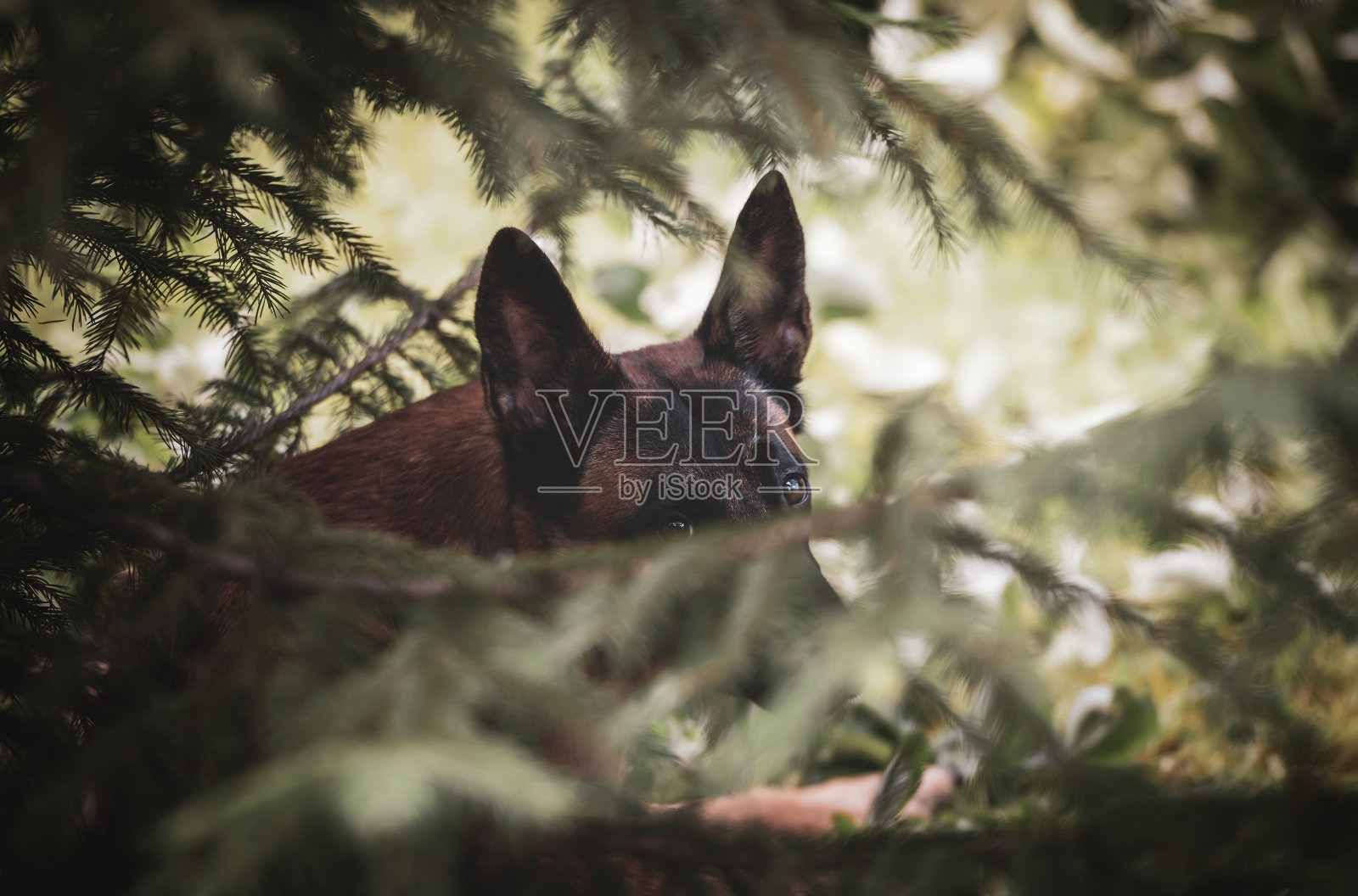 一个年轻的比利时马里诺牧羊人的肖像躲在云杉的树枝后面照片摄影图片