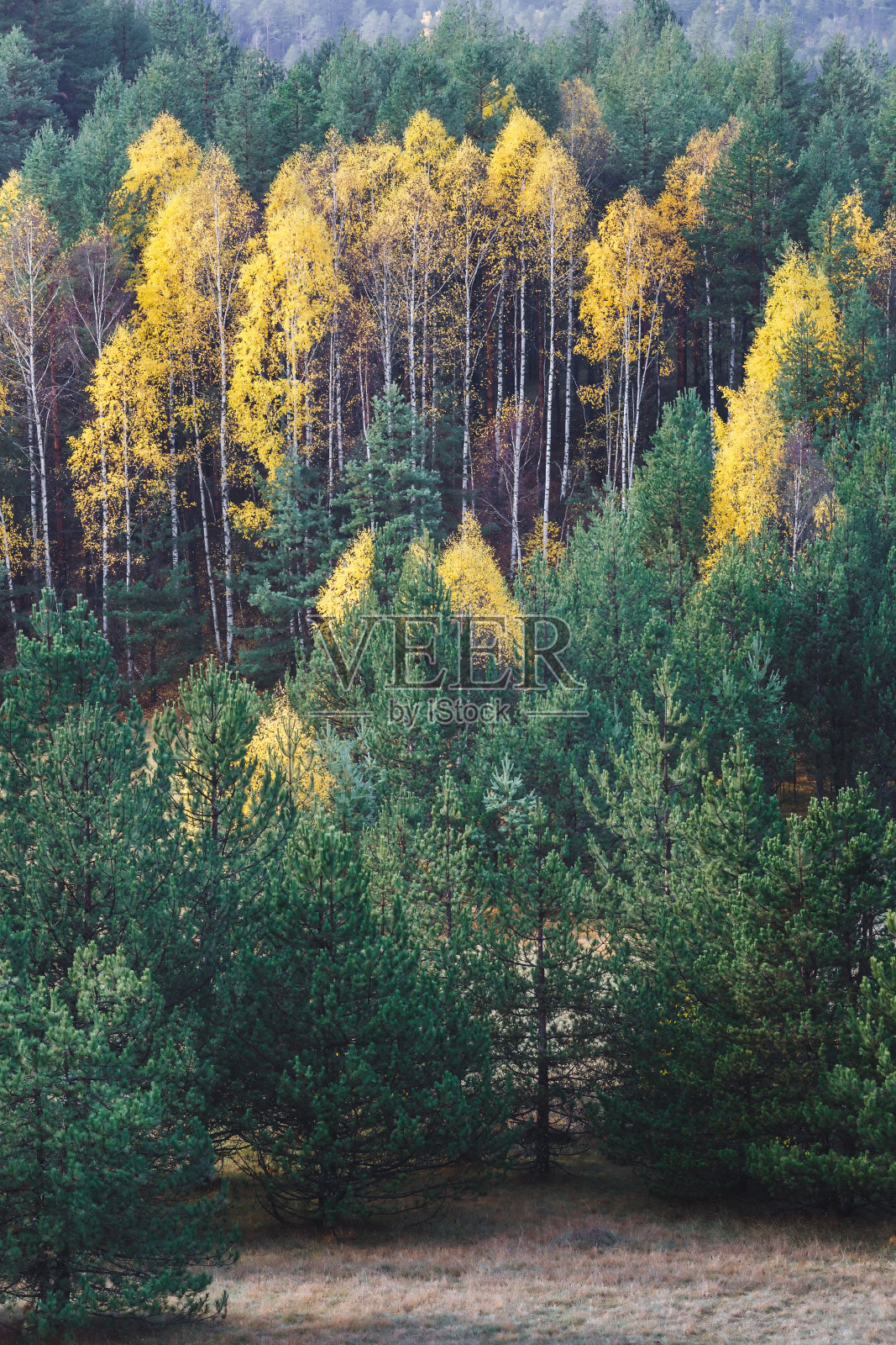 山里的秋天。秋季山上有落叶树和常青树照片摄影图片
