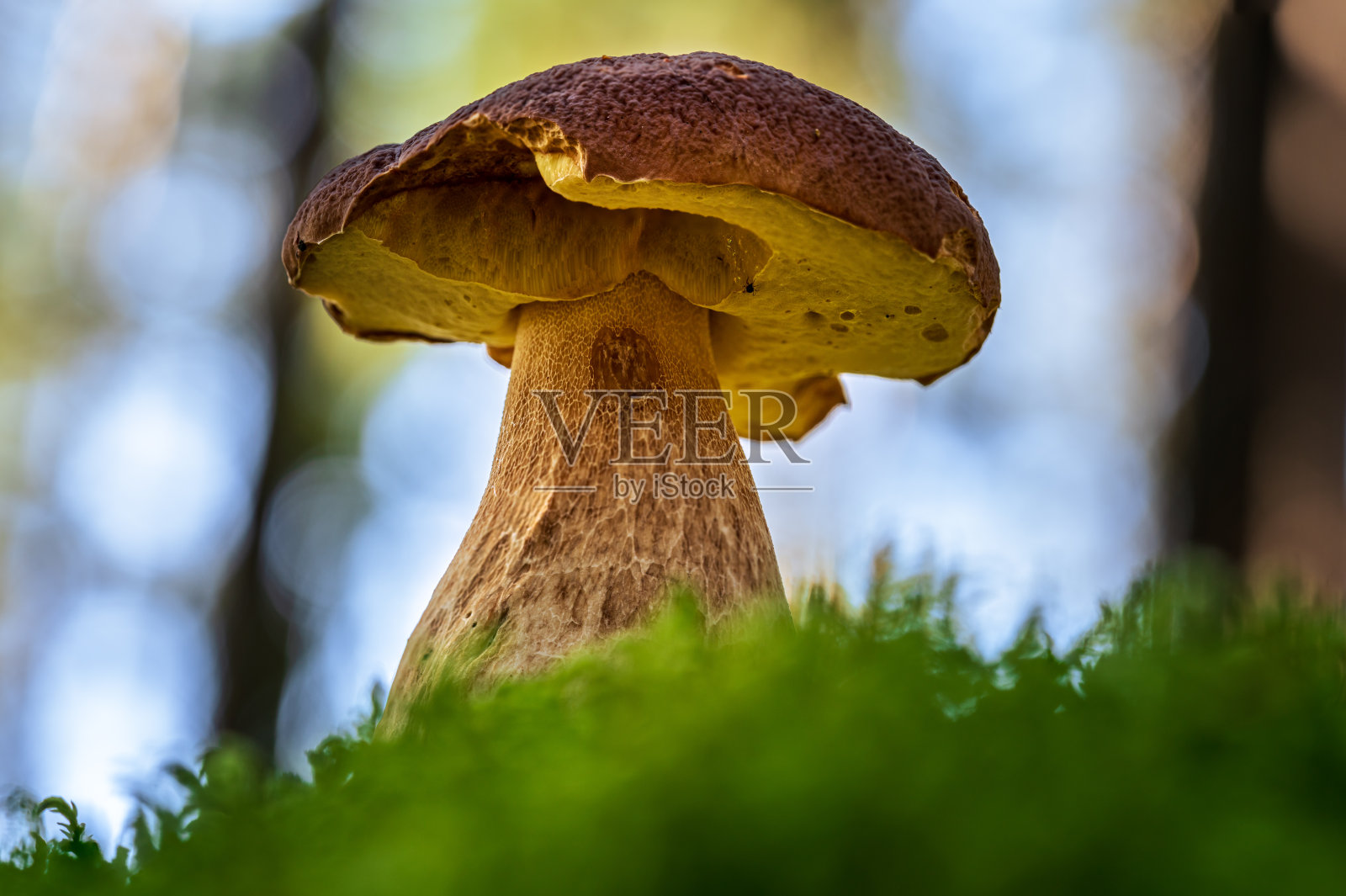 一个大的cep或便士圆蘑菇的特写照片摄影图片