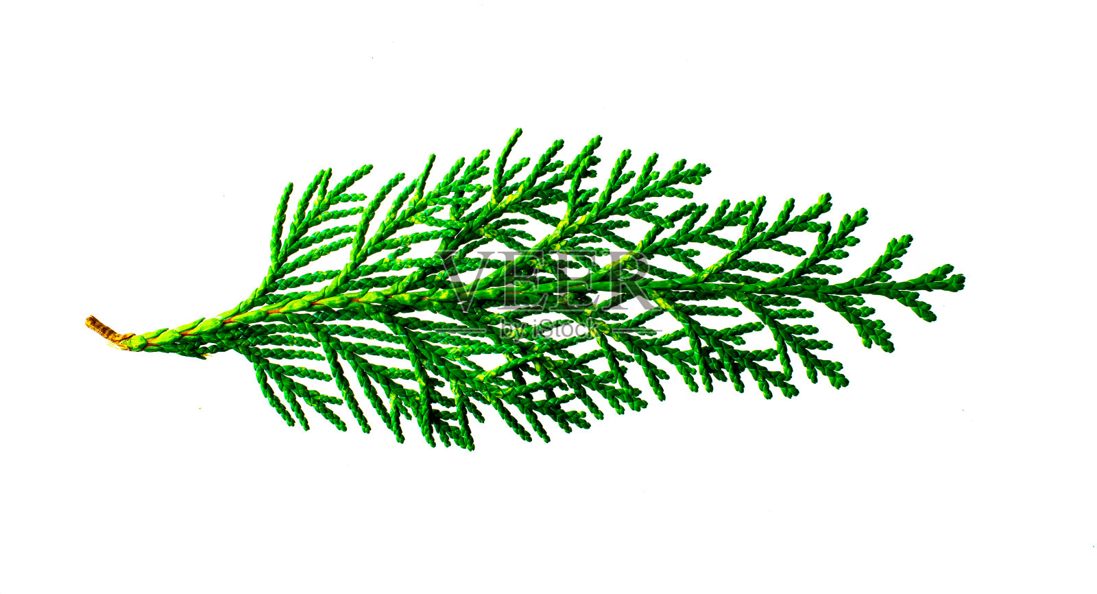 孤立在白色背景下的圣诞树上的小枝云杉照片摄影图片