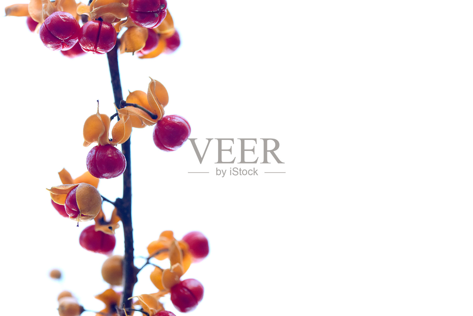 白色背景上的美国苦甜浆果照片摄影图片