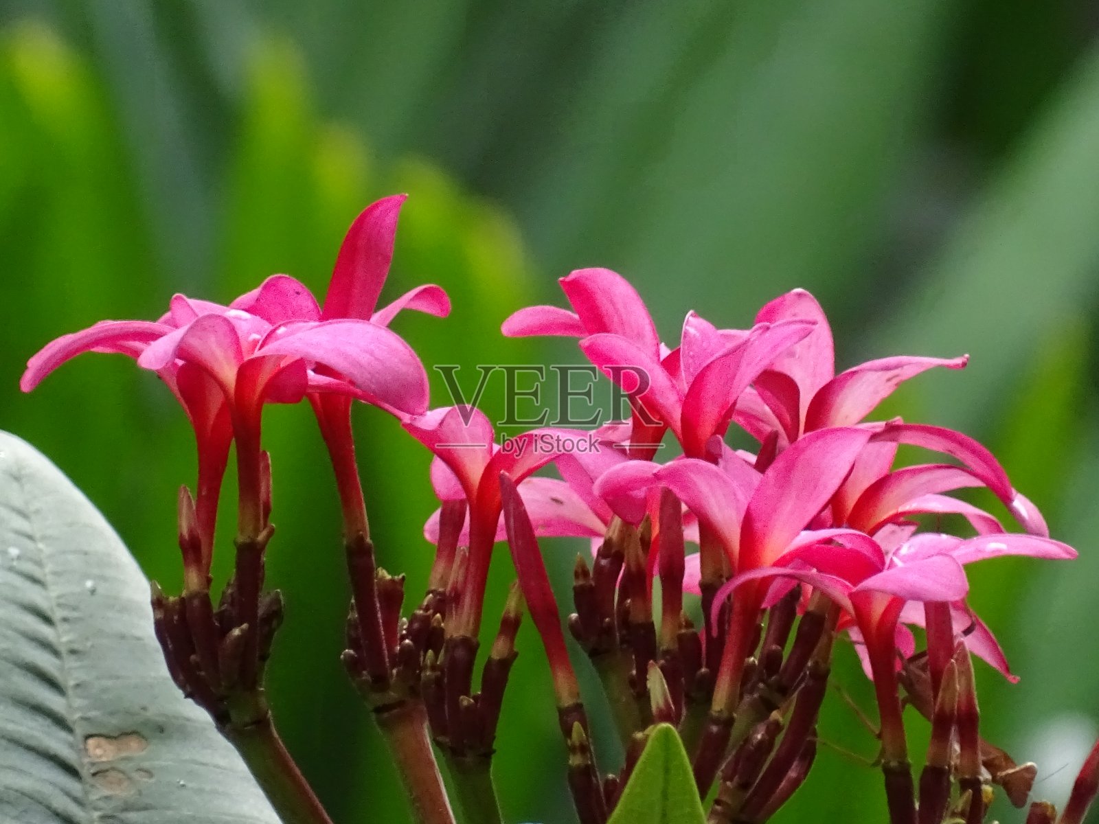 花的纹理照片摄影图片